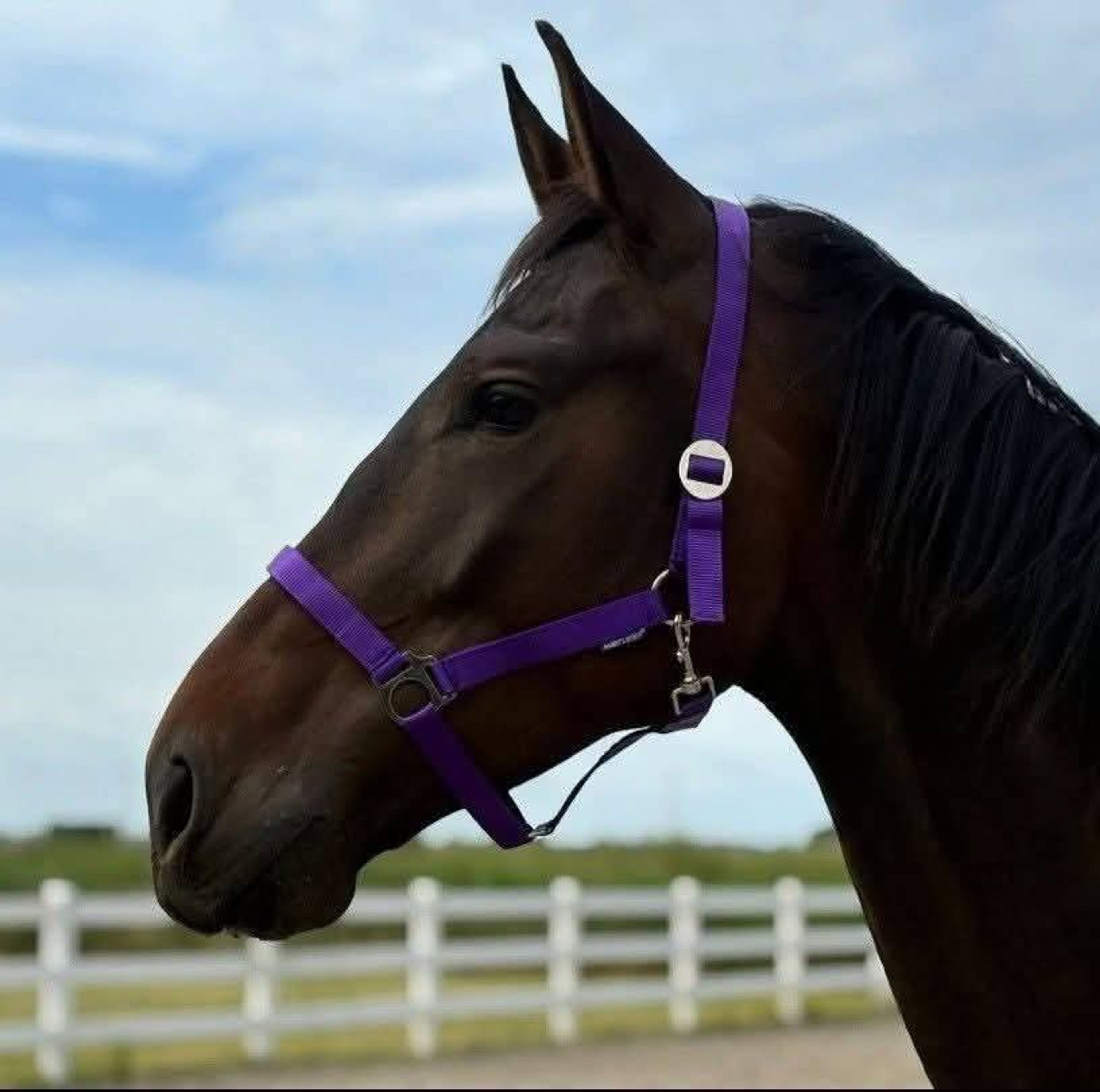 Imposante, vriendelijke 5-jarige KWPN-ruin (1.87m) – Fontaine TN x Guardian S