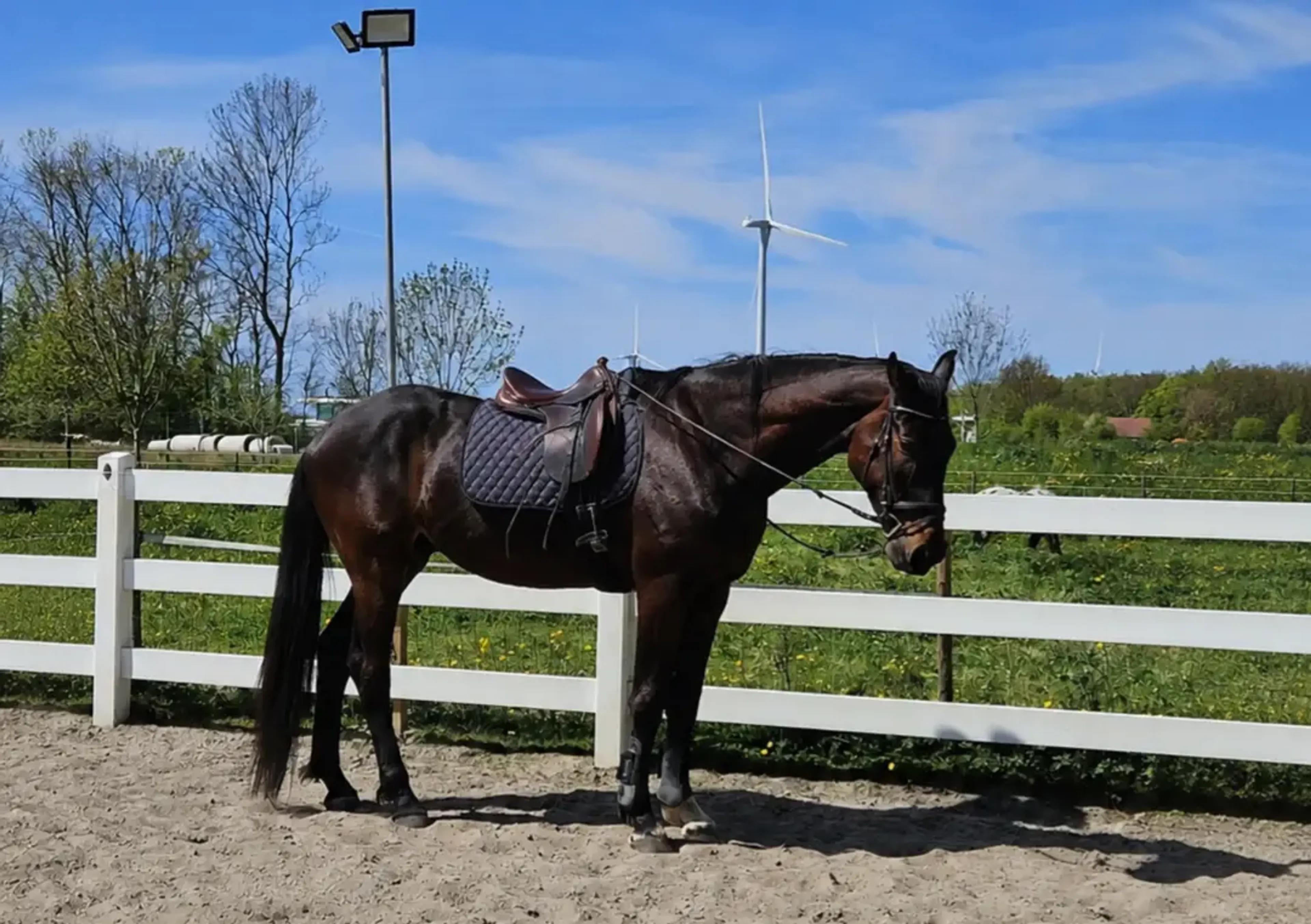 Imposante, vriendelijke 5-jarige KWPN-ruin (1.87m) – Fontaine TN x Guardian S - Image 2