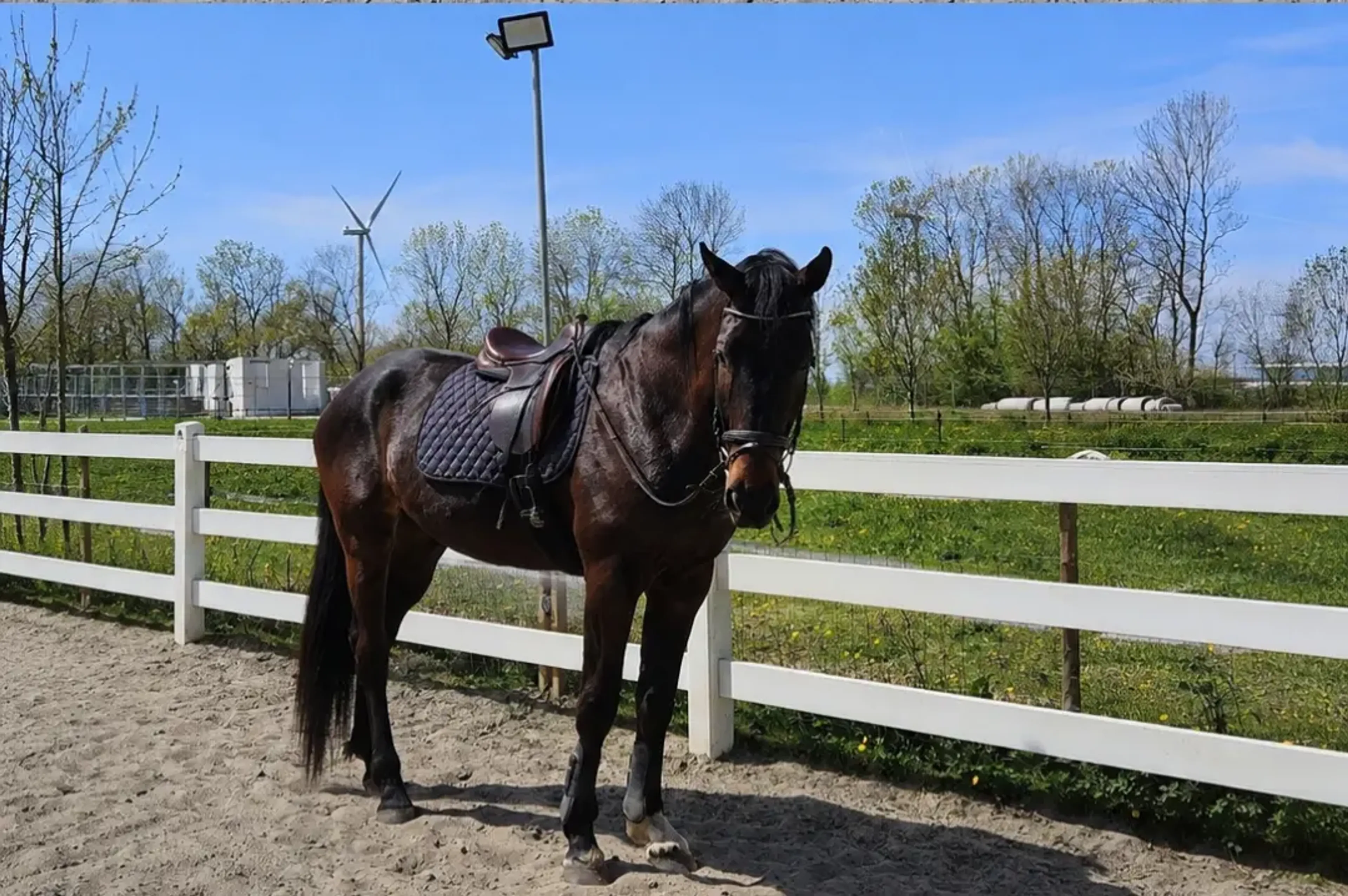Imposante, vriendelijke 5-jarige KWPN-ruin (1.87m) – Fontaine TN x Guardian S - Image 3