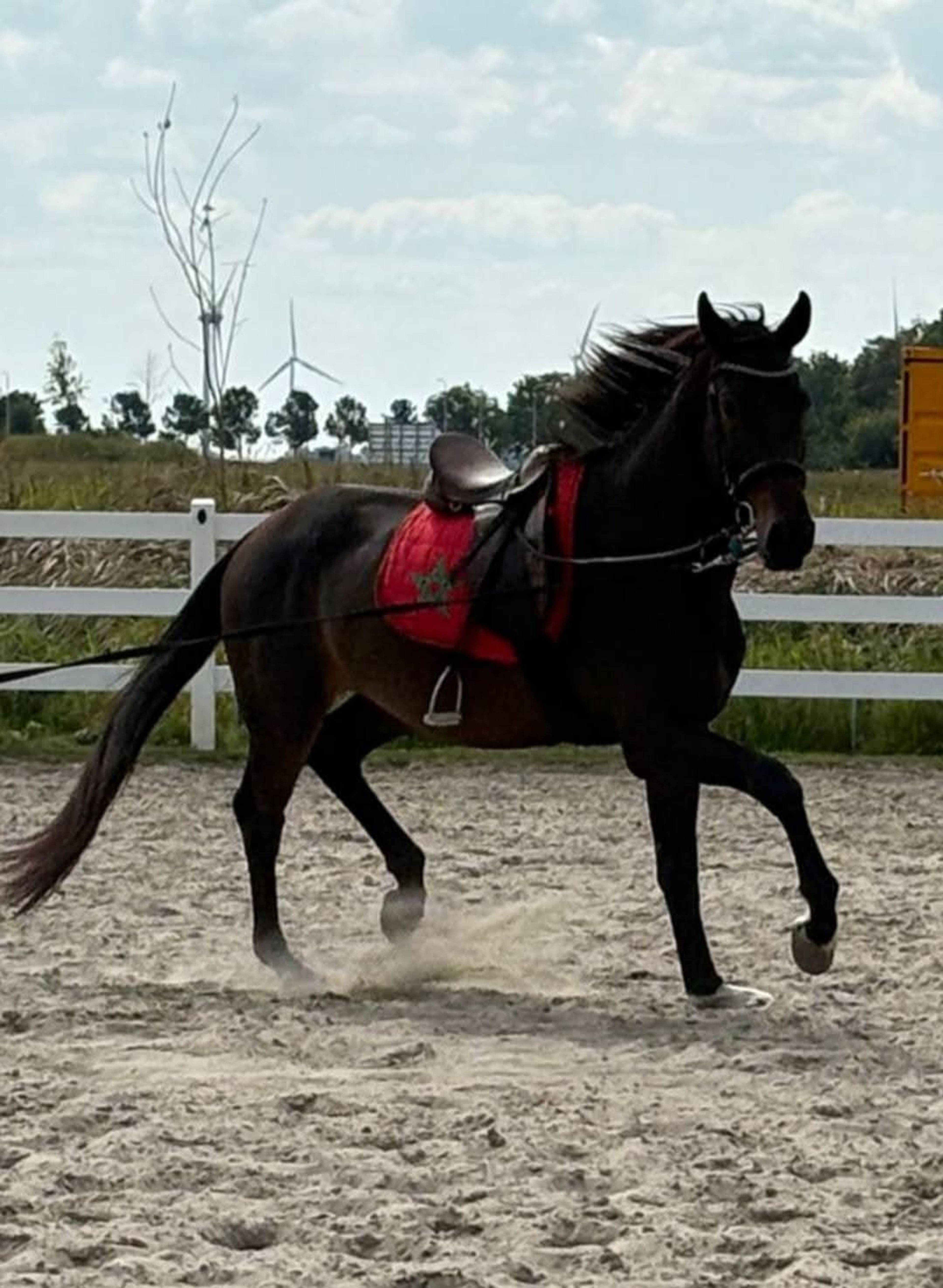 Imposante, vriendelijke 5-jarige KWPN-ruin (1.87m) – Fontaine TN x Guardian S - Image 4