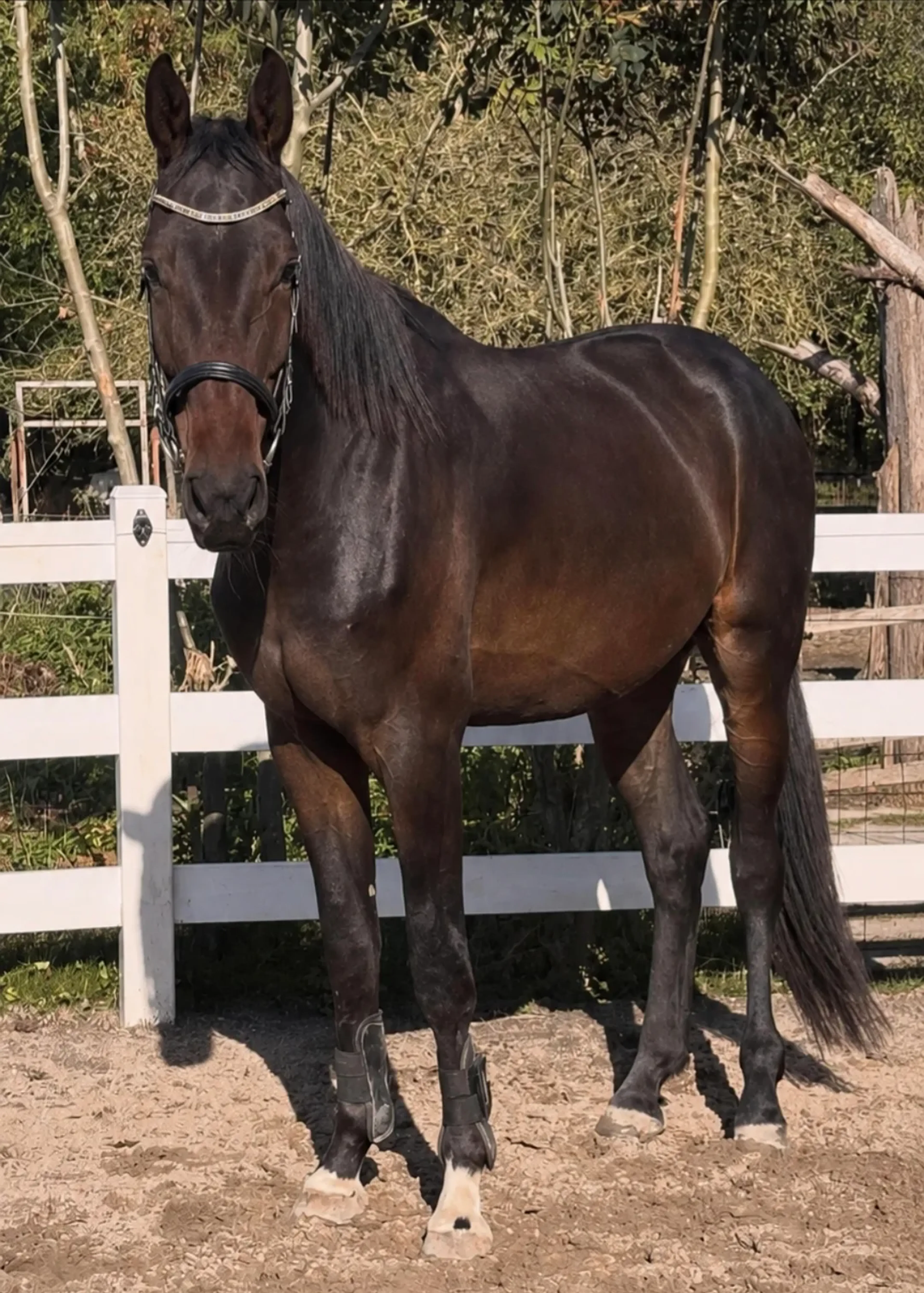 Imposante, vriendelijke 5-jarige KWPN-ruin (1.87m) – Fontaine TN x Guardian S - Image 5