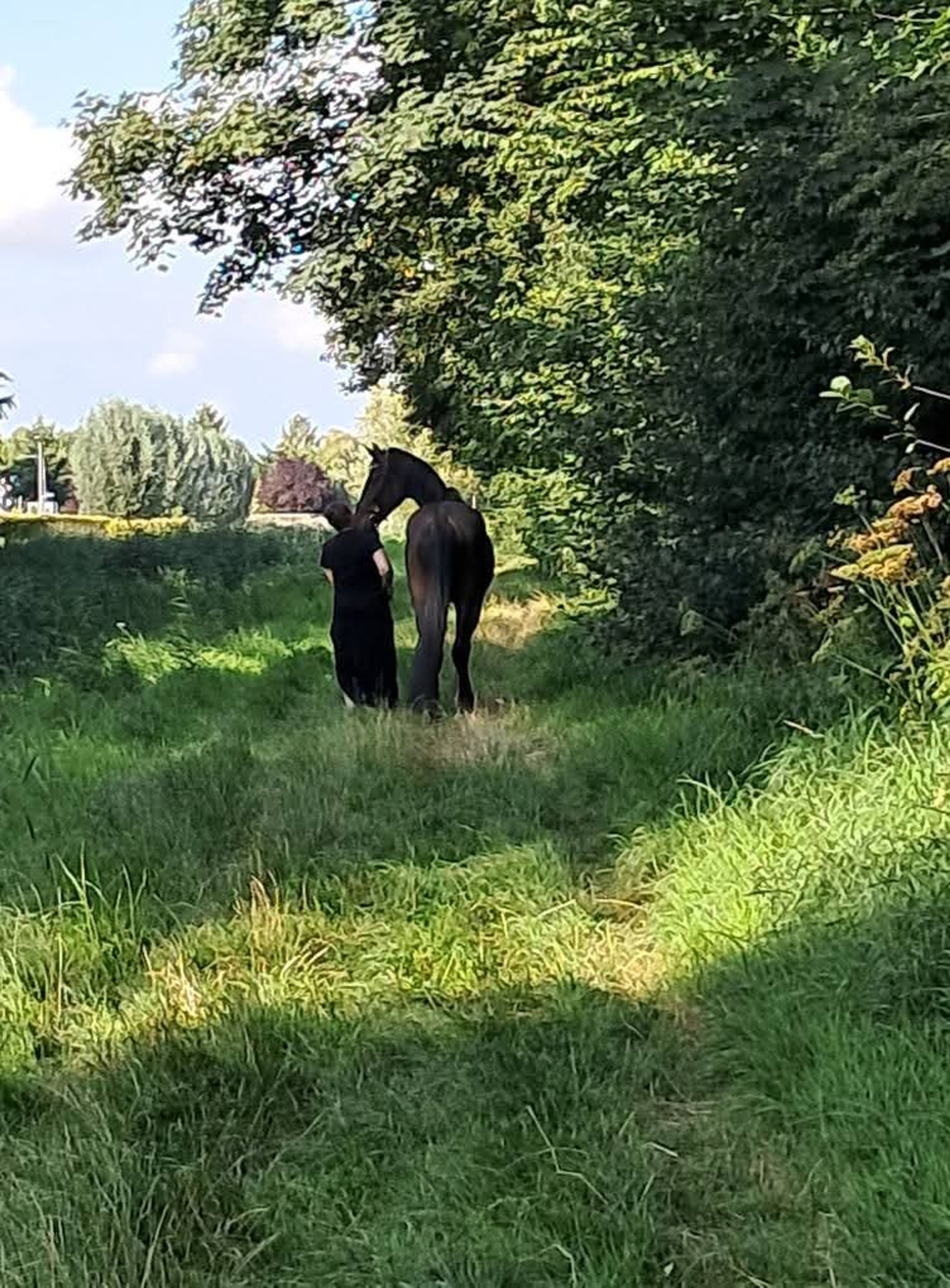 Imposante, vriendelijke 5-jarige KWPN-ruin (1.87m) – Fontaine TN x Guardian S - Image 6