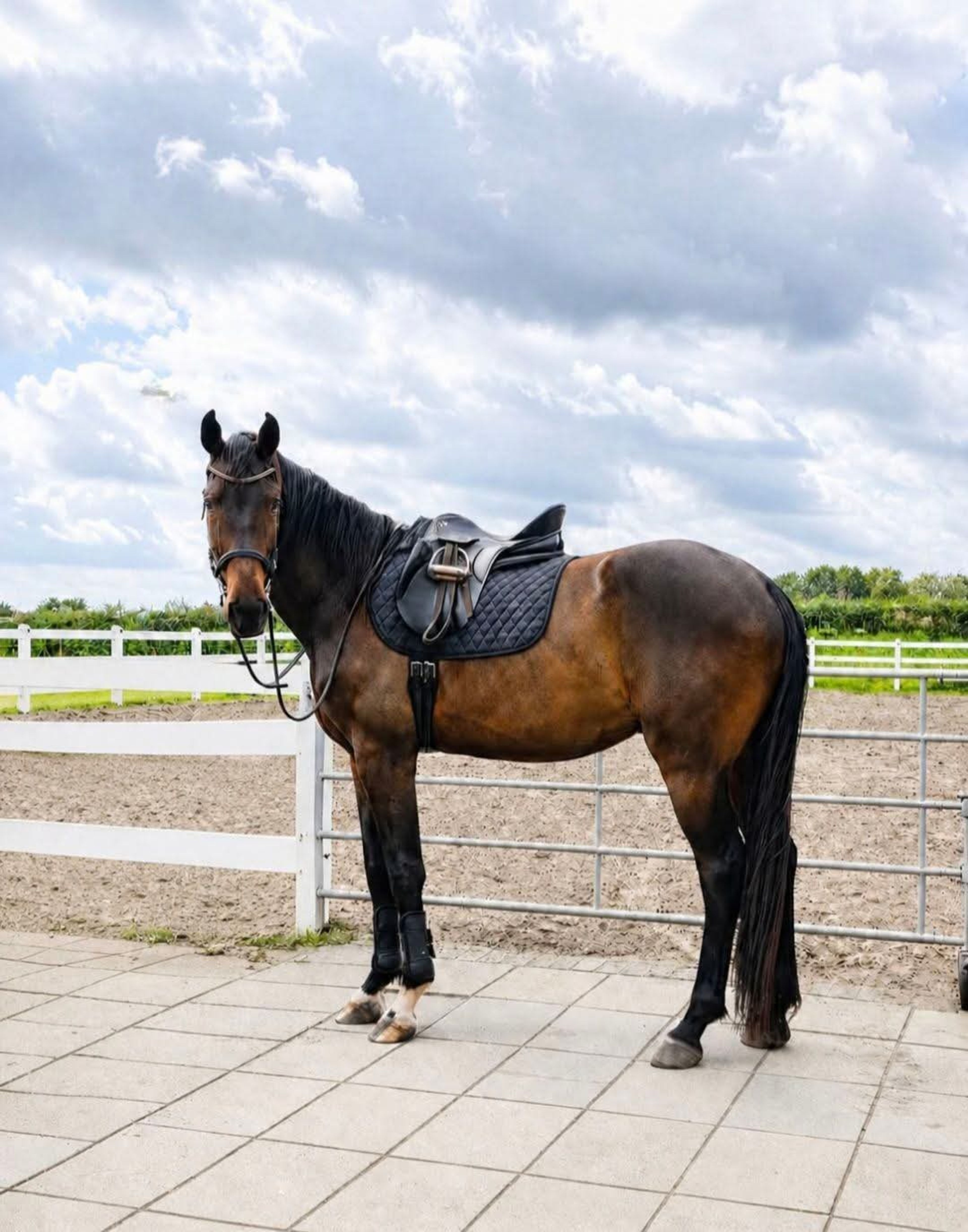 Imposante, vriendelijke 5-jarige KWPN-ruin (1.87m) – Fontaine TN x Guardian S - Image 7