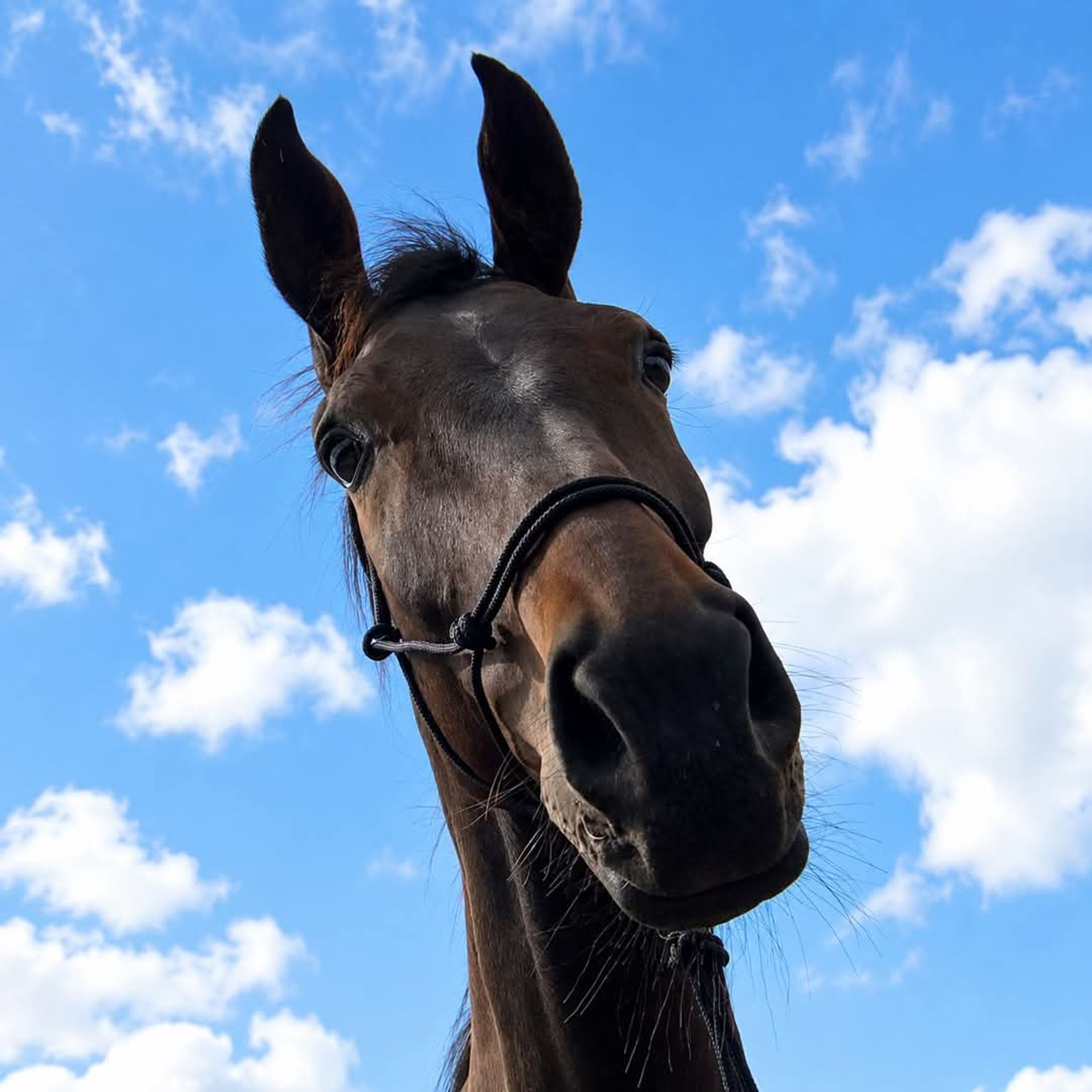 Imposante, vriendelijke 5-jarige KWPN-ruin (1.87m) – Fontaine TN x Guardian S - Image 8