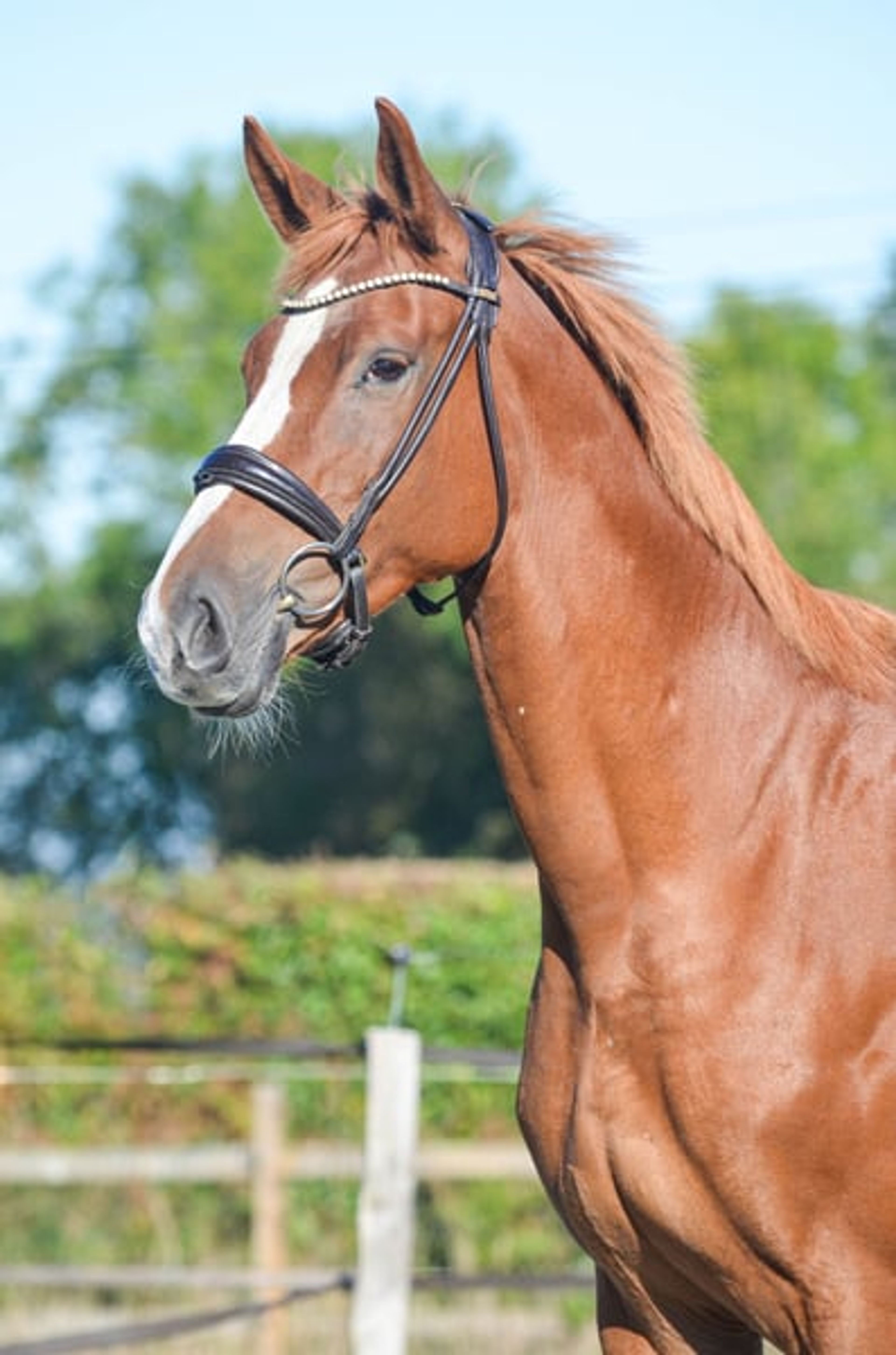 7-year-old amateur mare