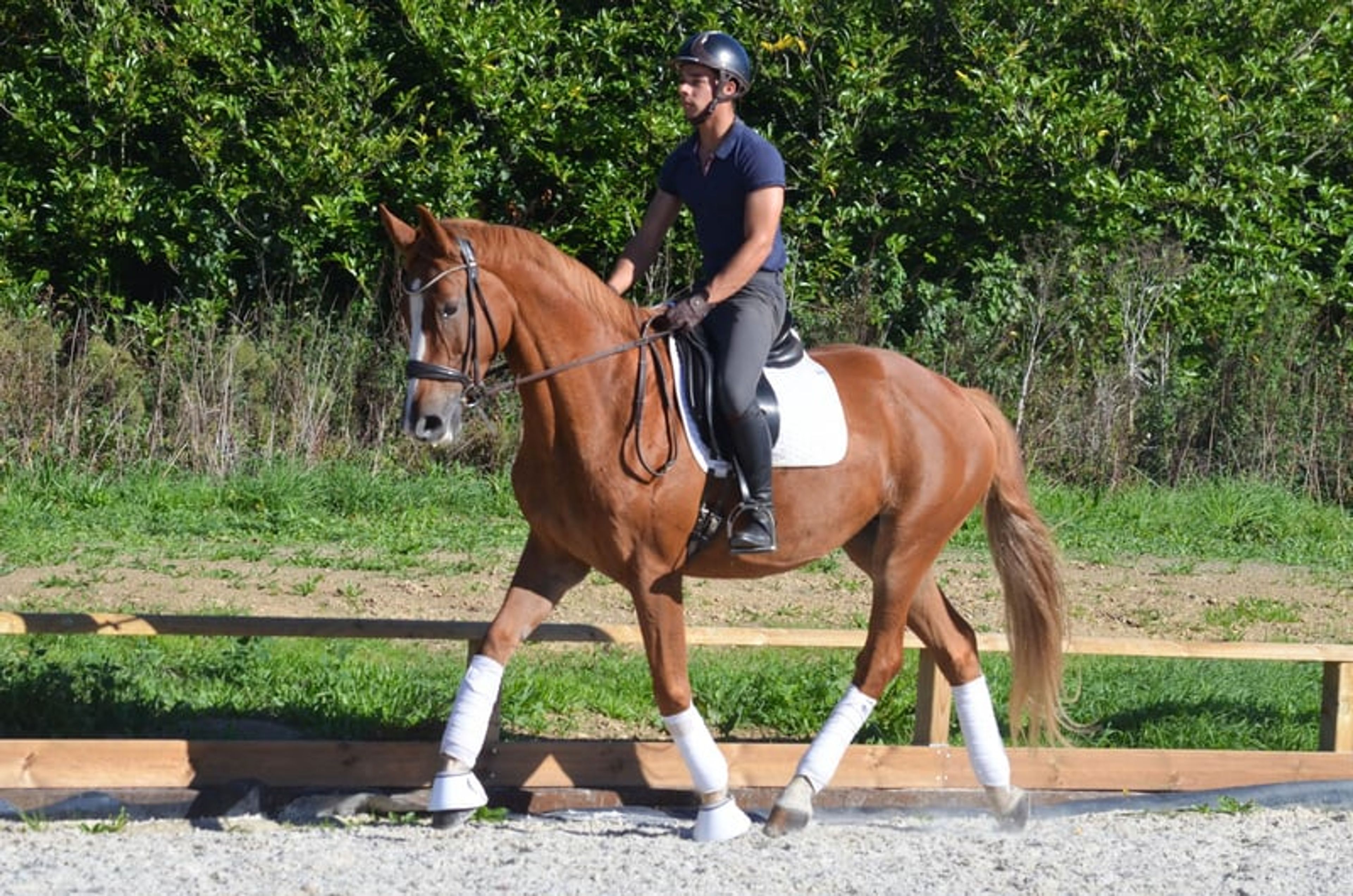 7-year-old amateur mare - Image 2