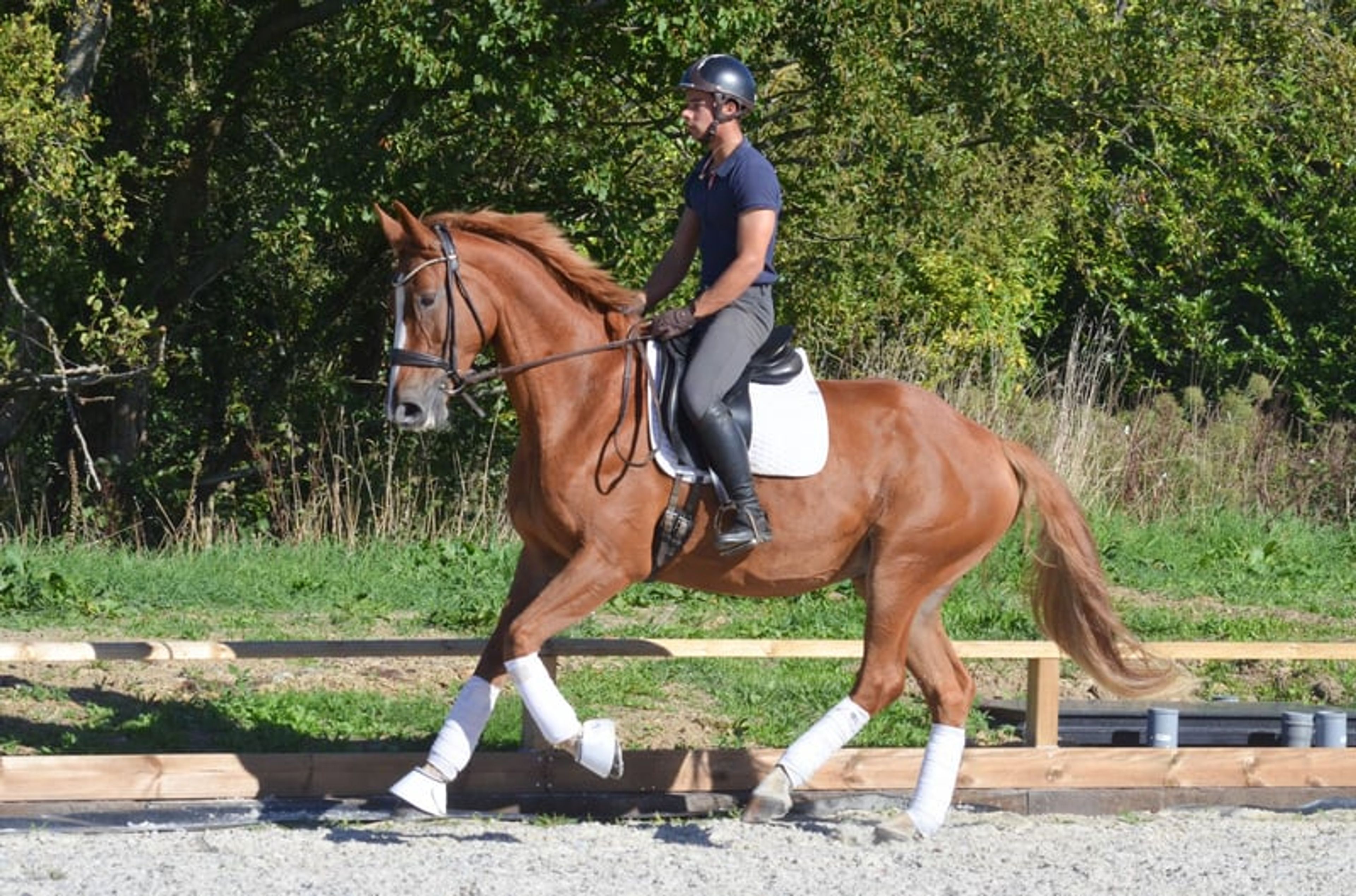 7-year-old amateur mare - Image 3