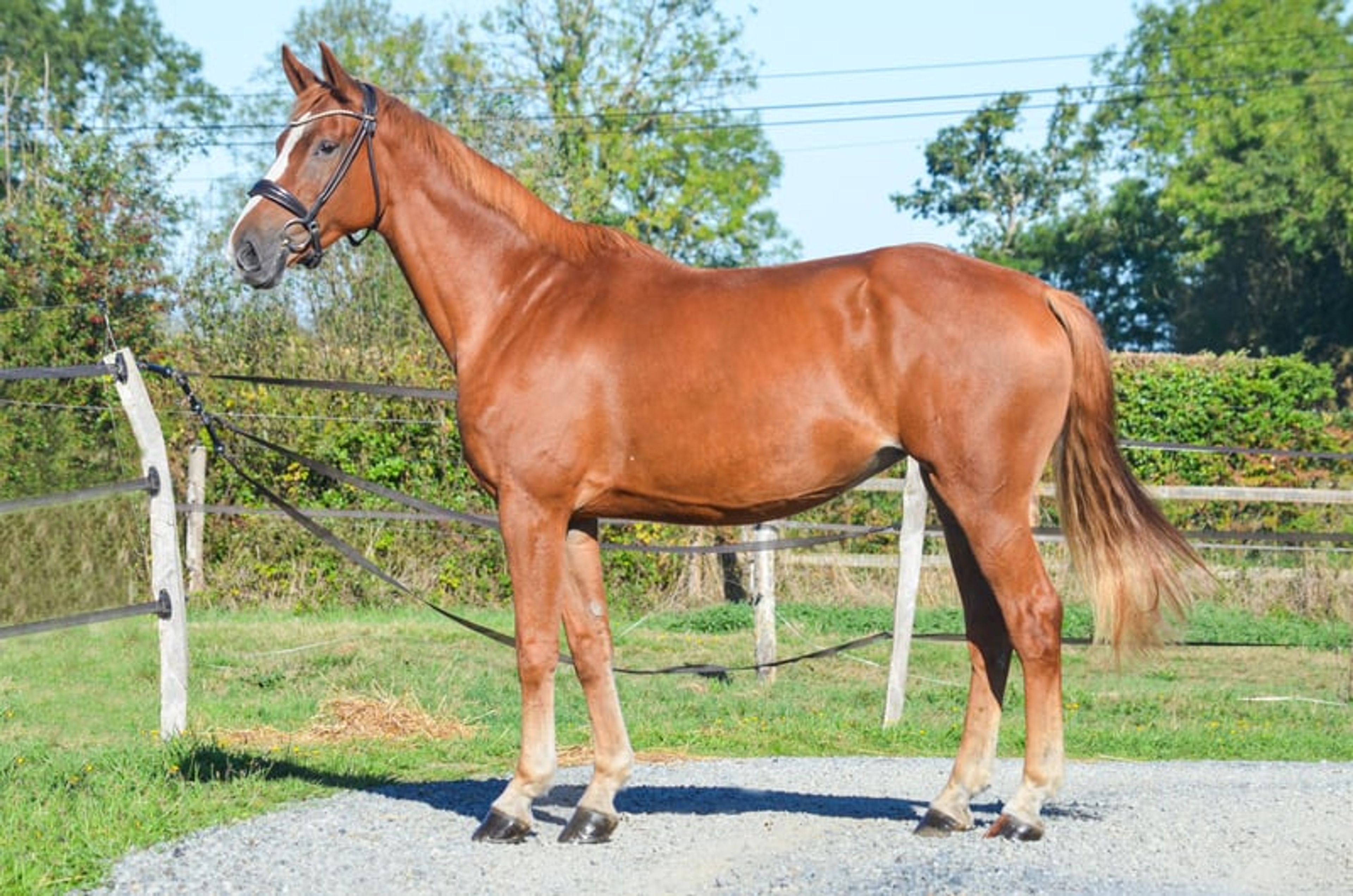 7-year-old amateur mare - Image 4