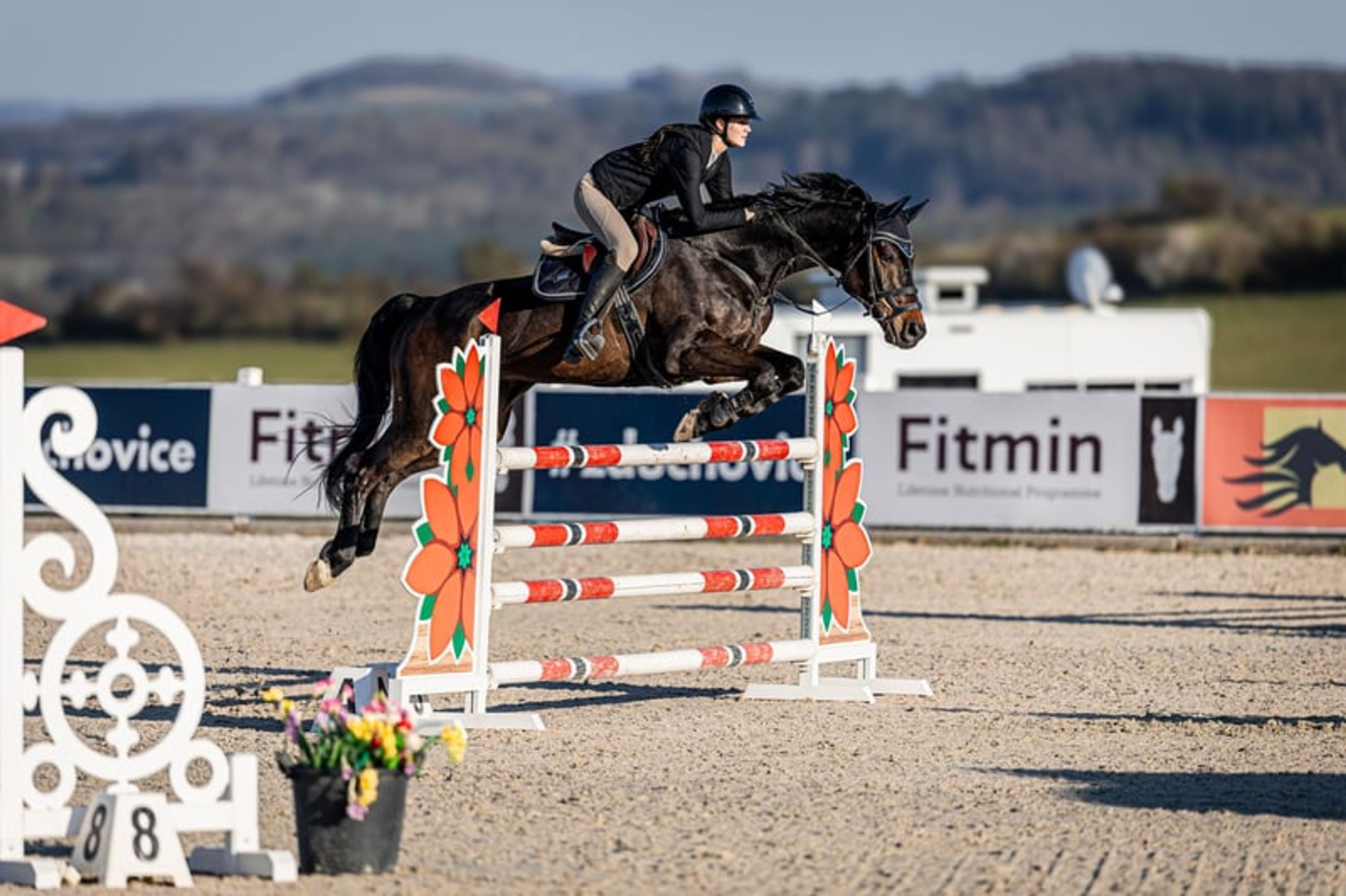 🌟Great Hannoverian Gelding, experience to 1,40 m 🌟