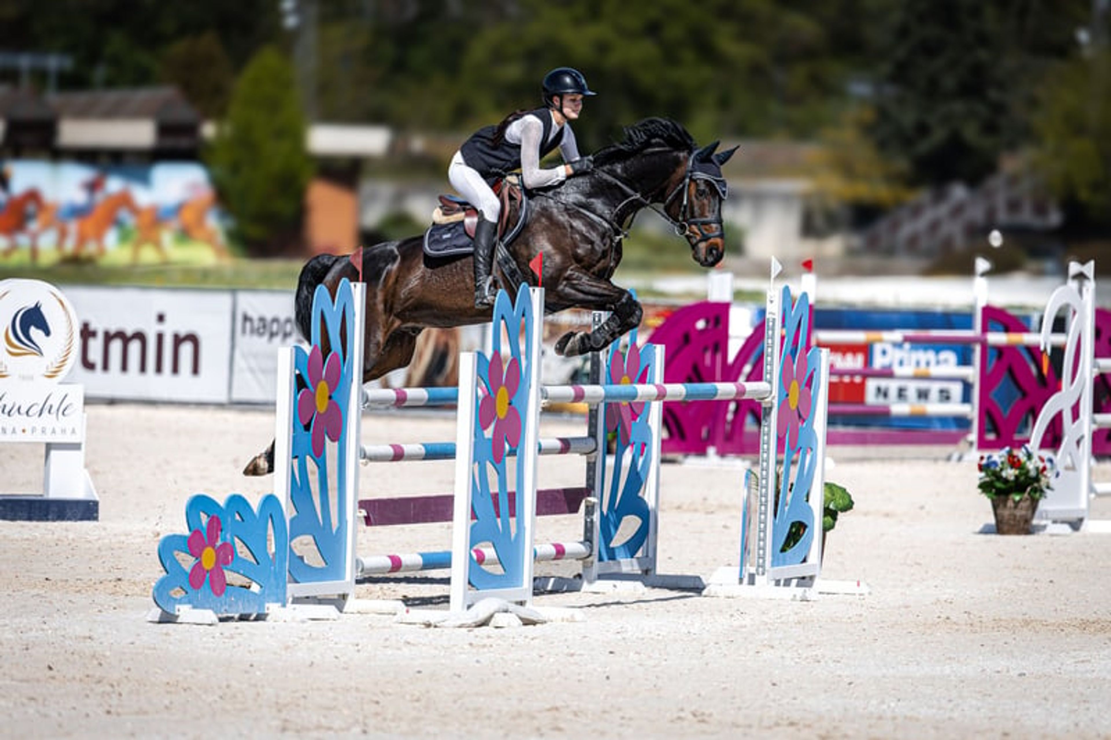 🌟Great Hannoverian Gelding, experience to 1,40 m 🌟 - Image 3