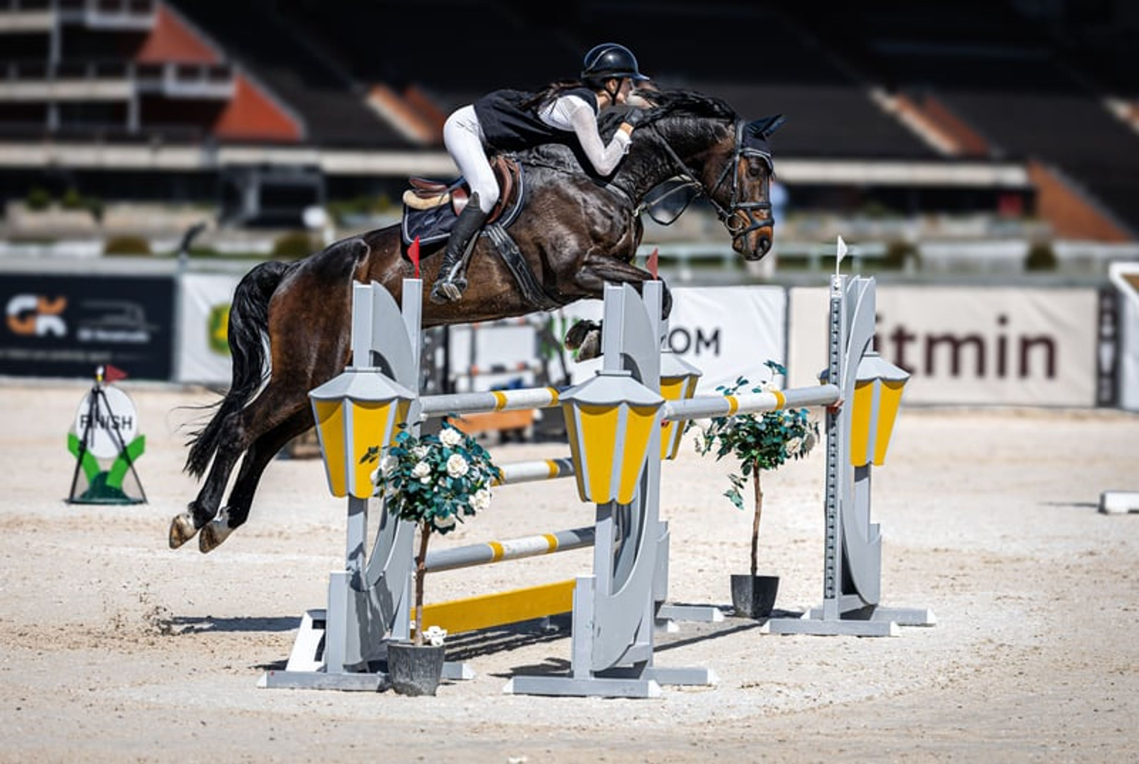 🌟Great Hannoverian Gelding, experience to 1,40 m 🌟 - Image 4
