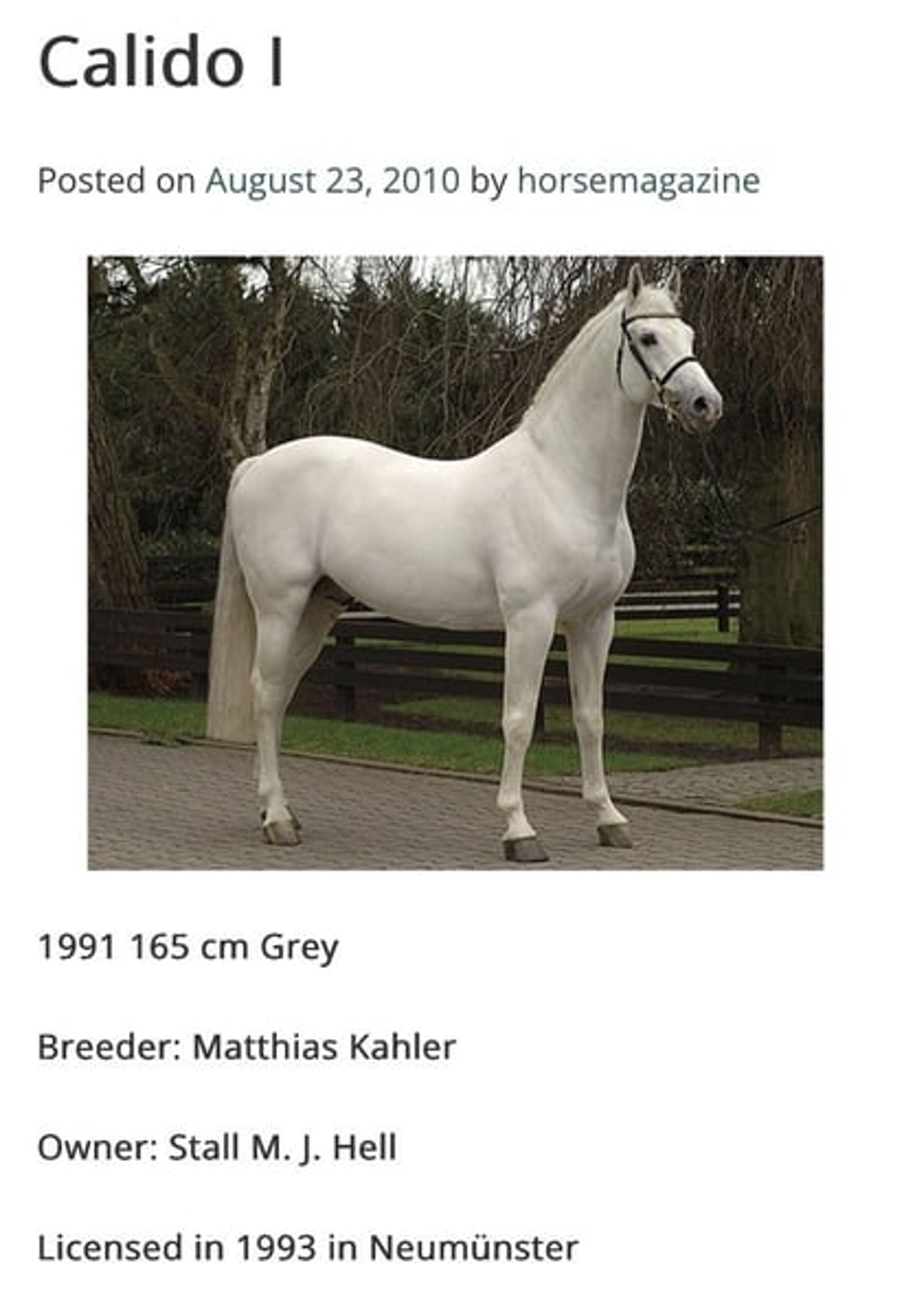 🌟Great Hannoverian Gelding, experience to 1,40 m 🌟 - Image 5