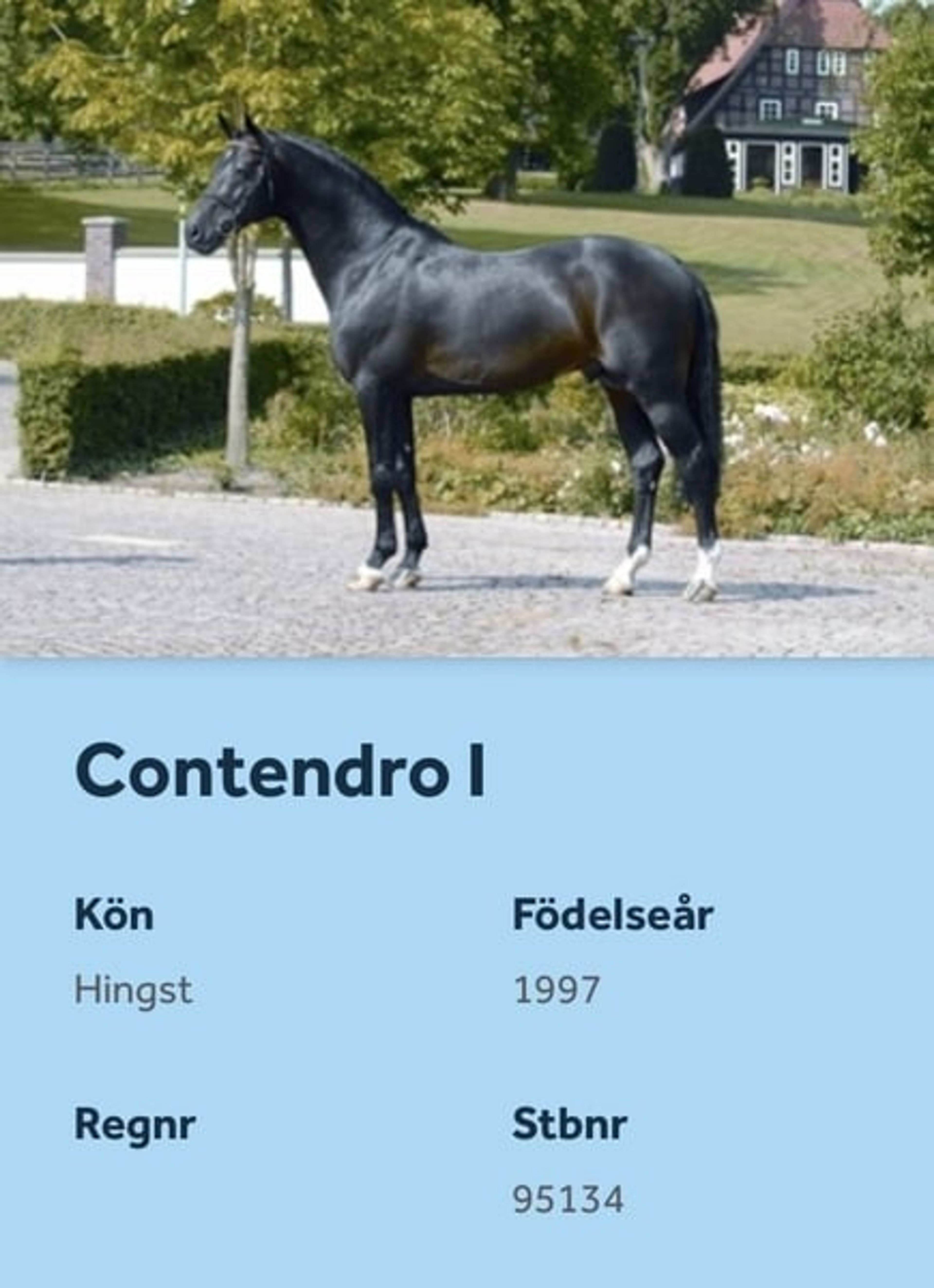 🌟Great Hannoverian Gelding, experience to 1,40 m 🌟 - Image 6