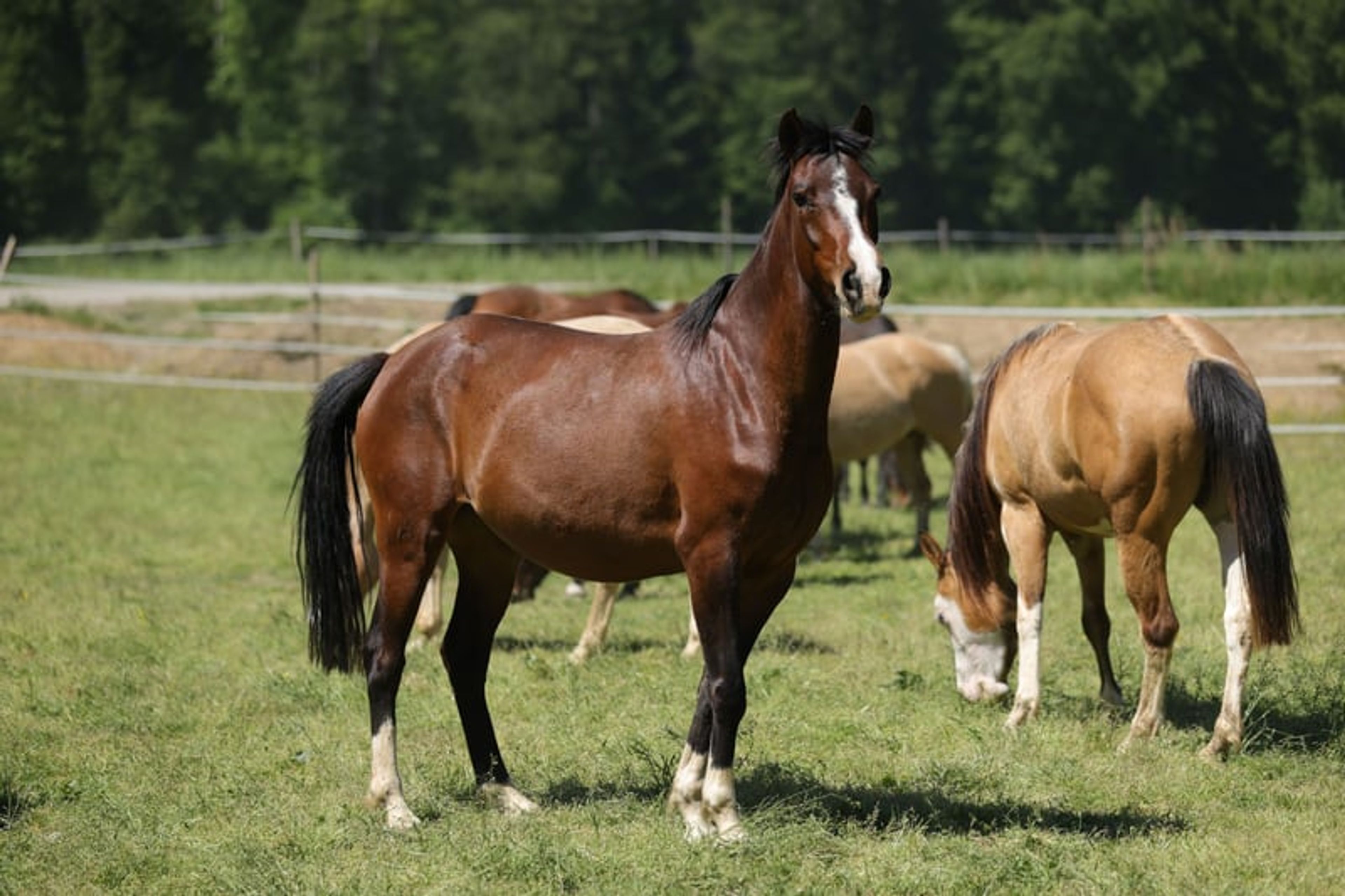 Dark bay filly, excellent mover