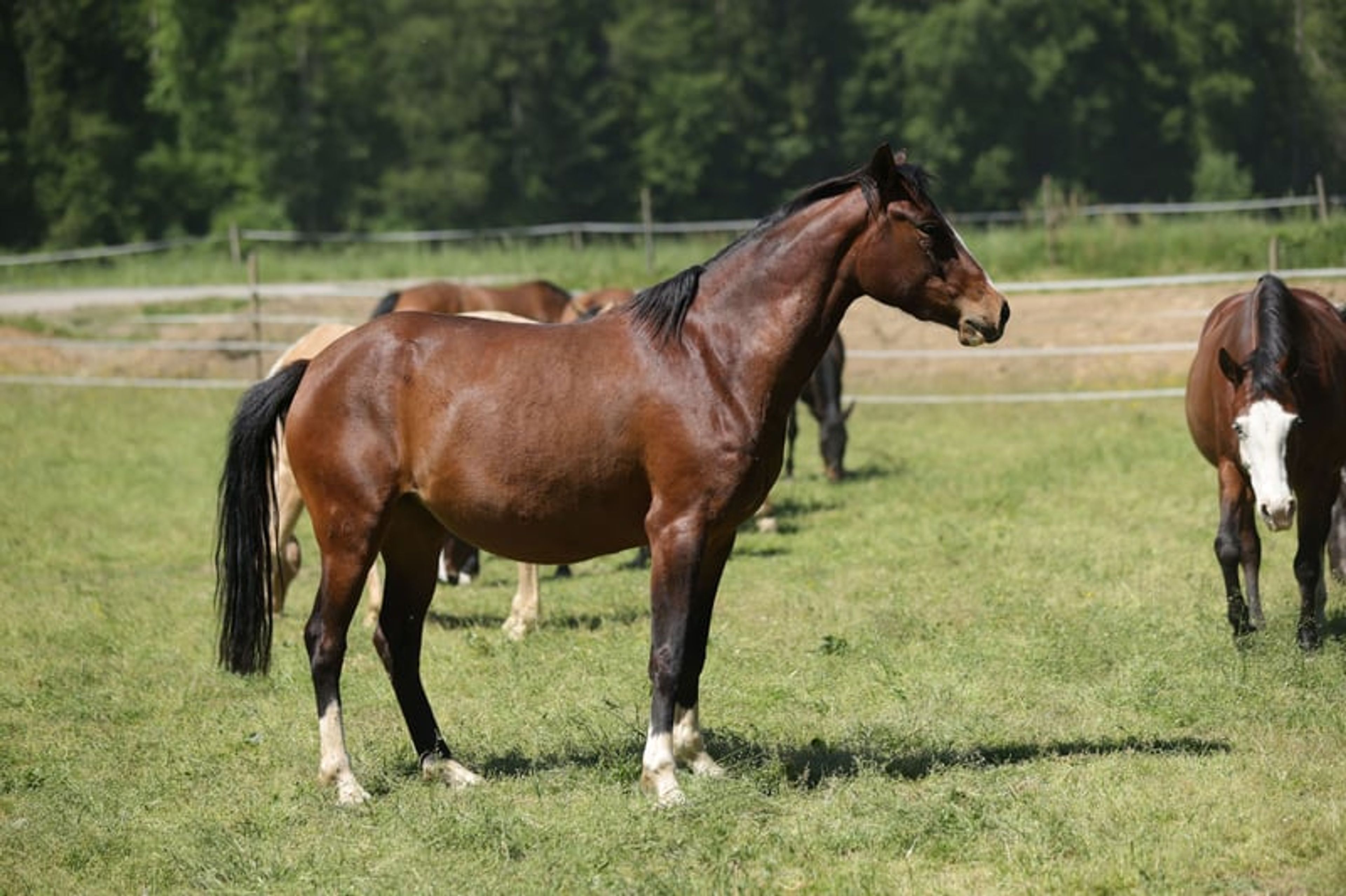 Dark bay filly, excellent mover - Image 2