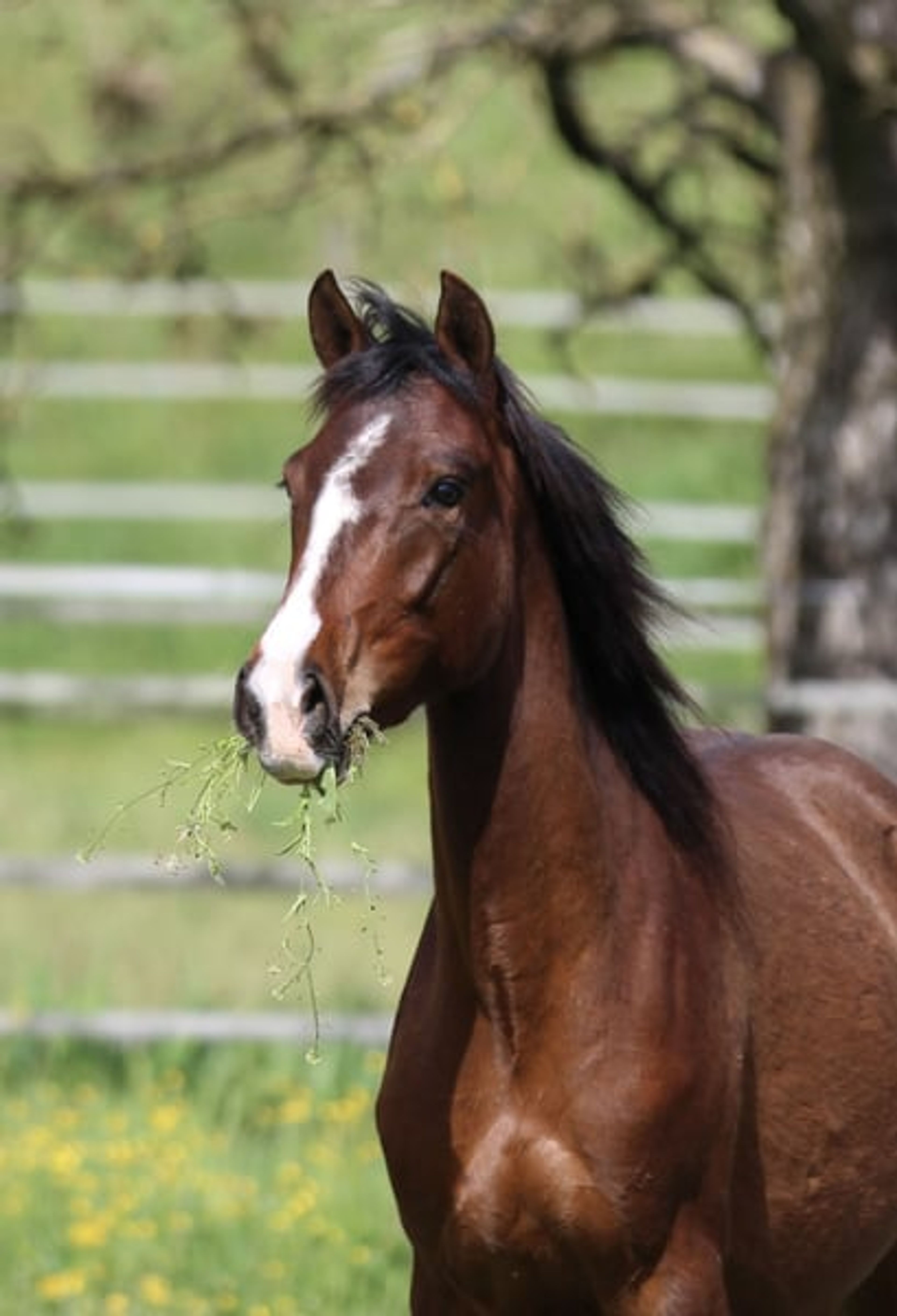 Dark bay filly, excellent mover - Image 3