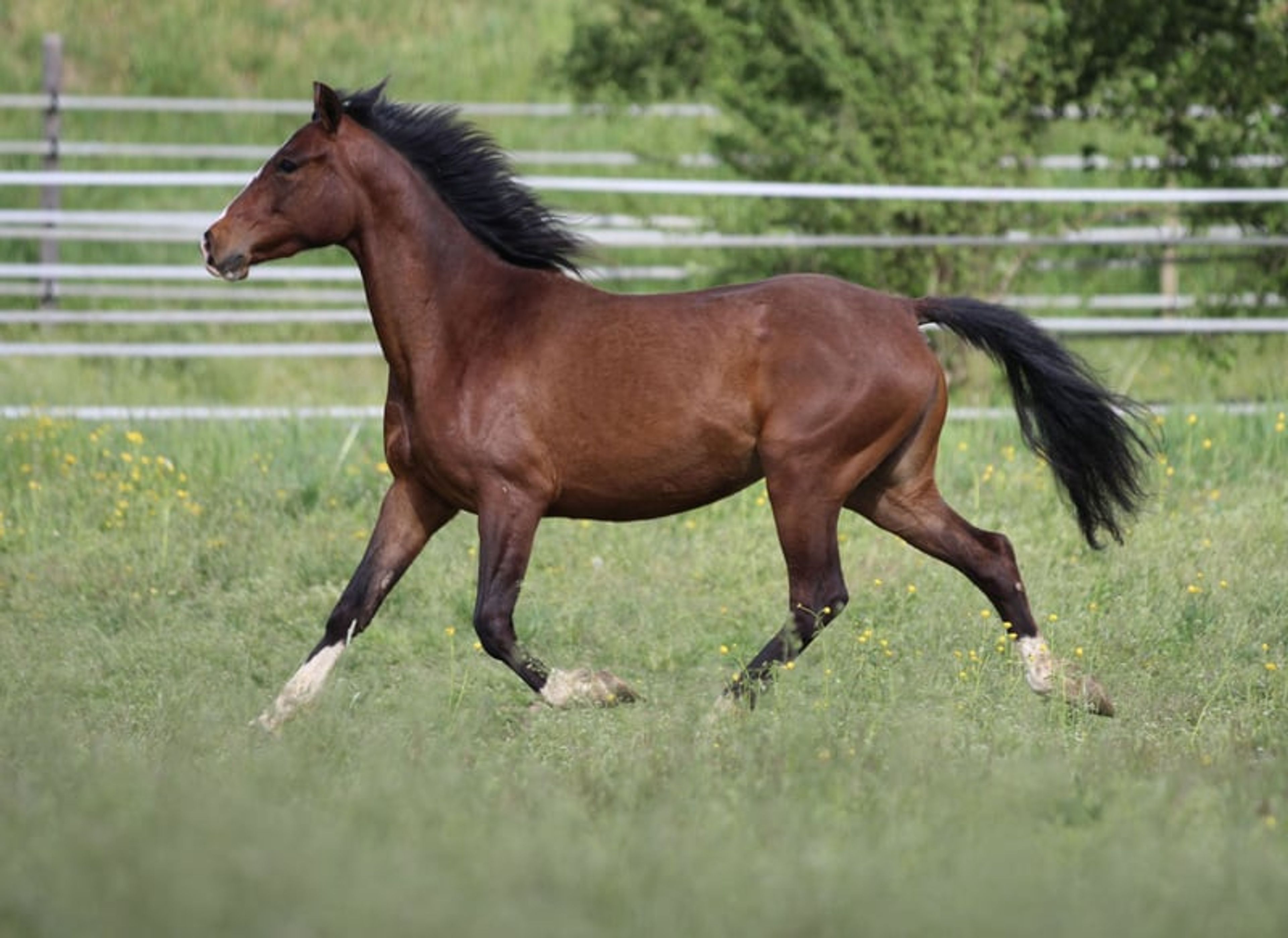 Dark bay filly, excellent mover - Image 4