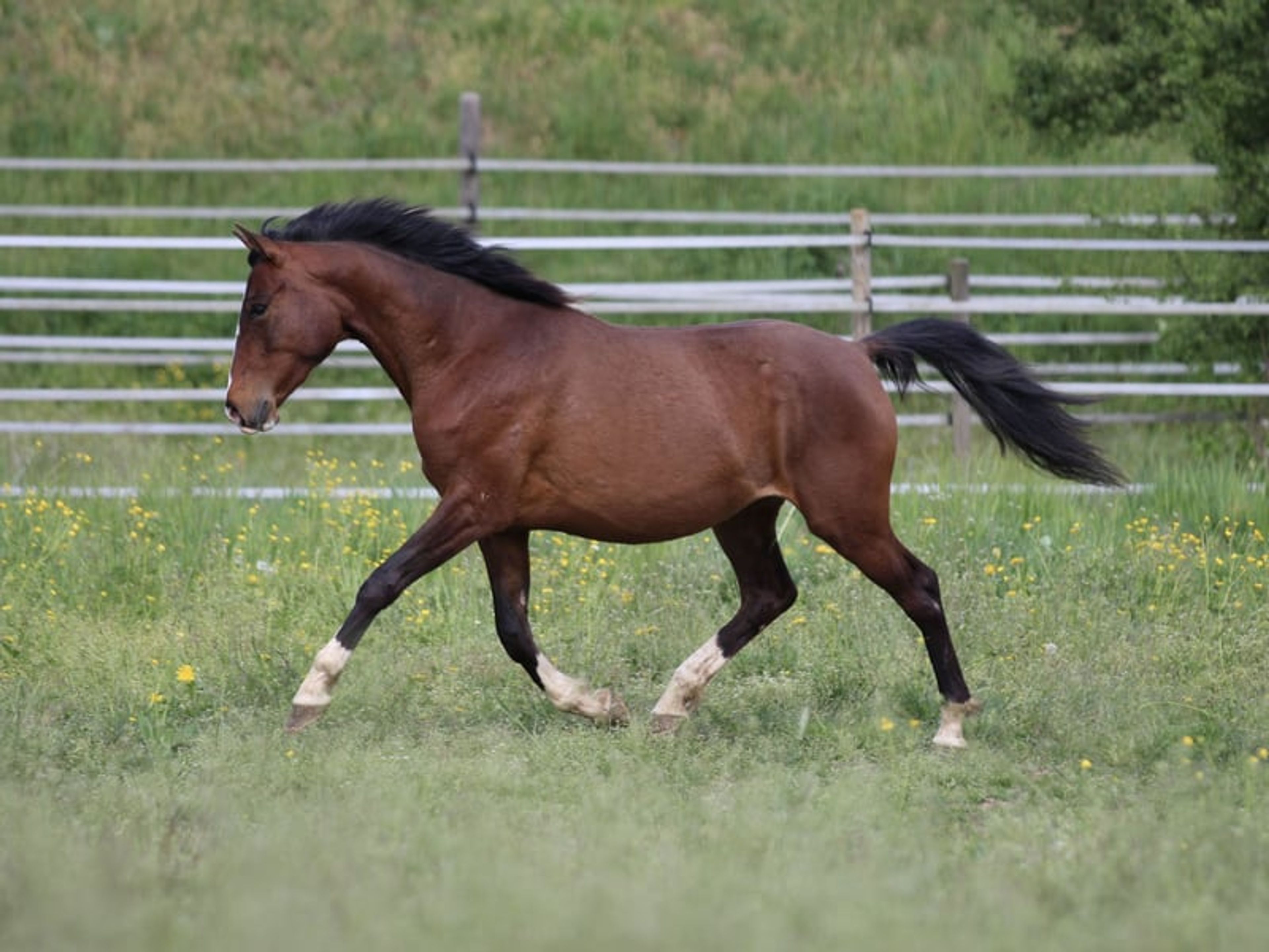 Dark bay filly, excellent mover - Image 5