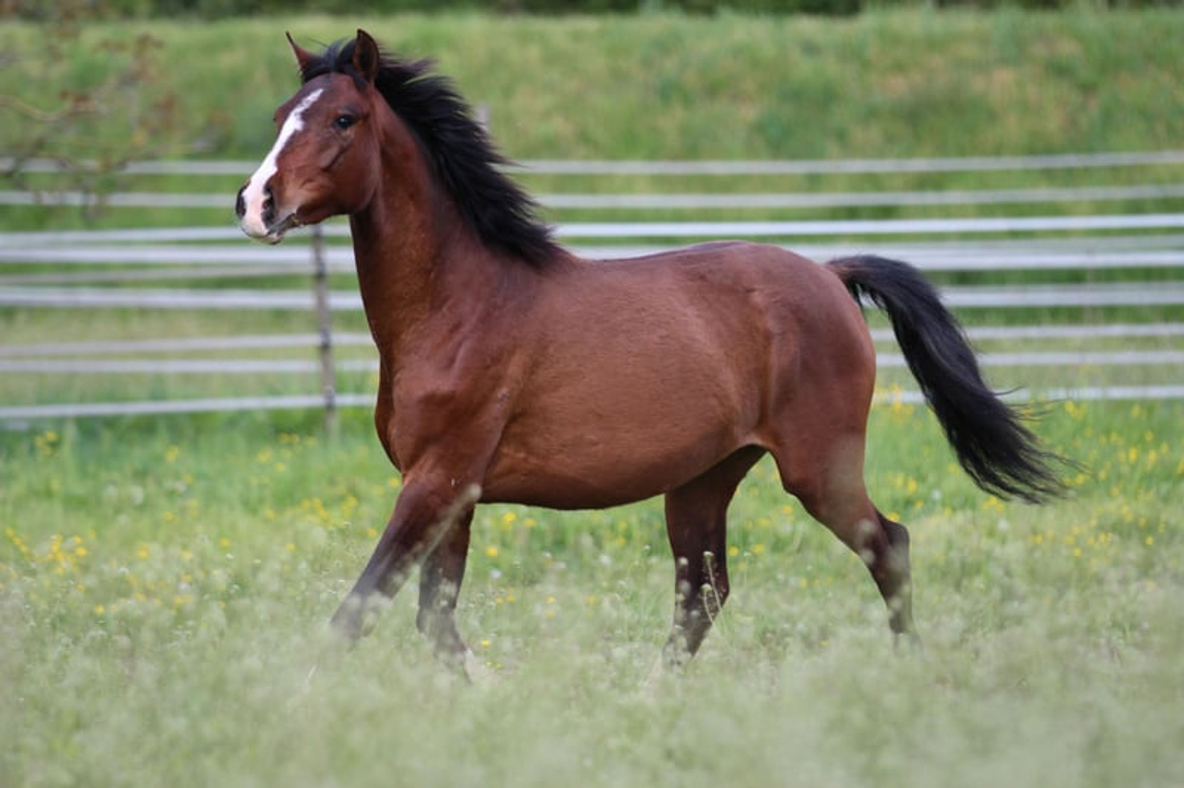Dark bay filly, excellent mover - Image 6