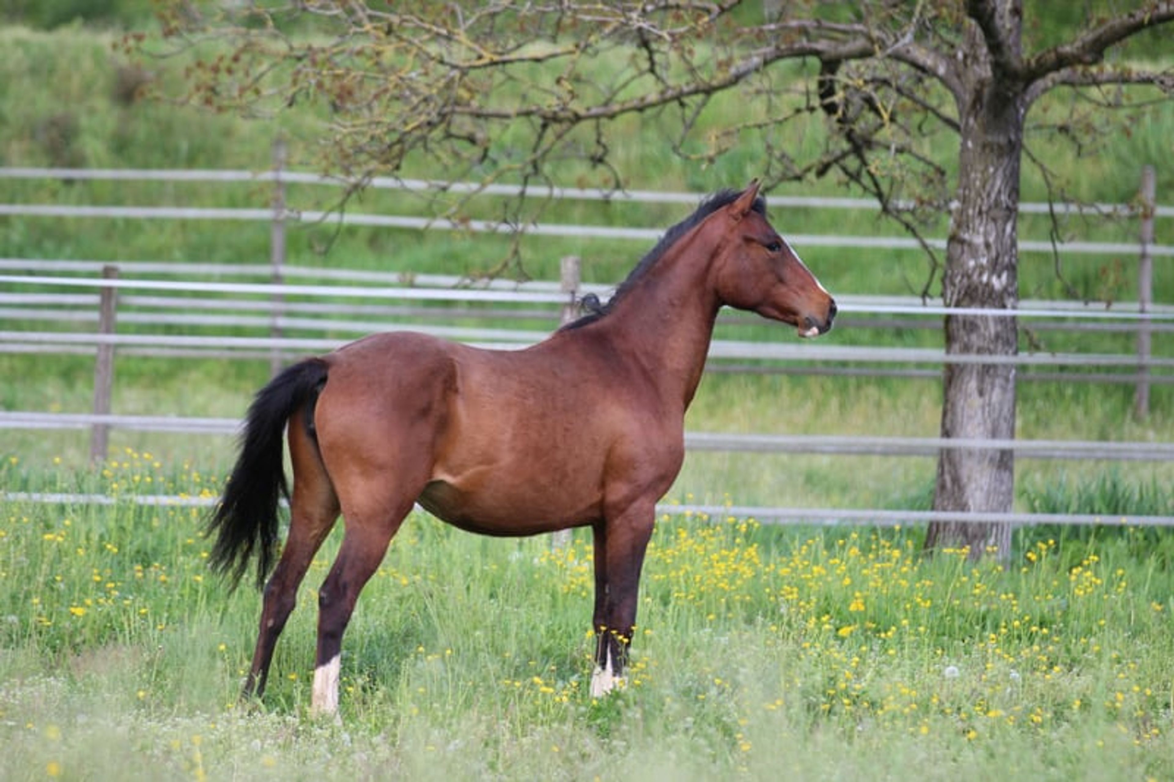 Dark bay filly, excellent mover - Image 7