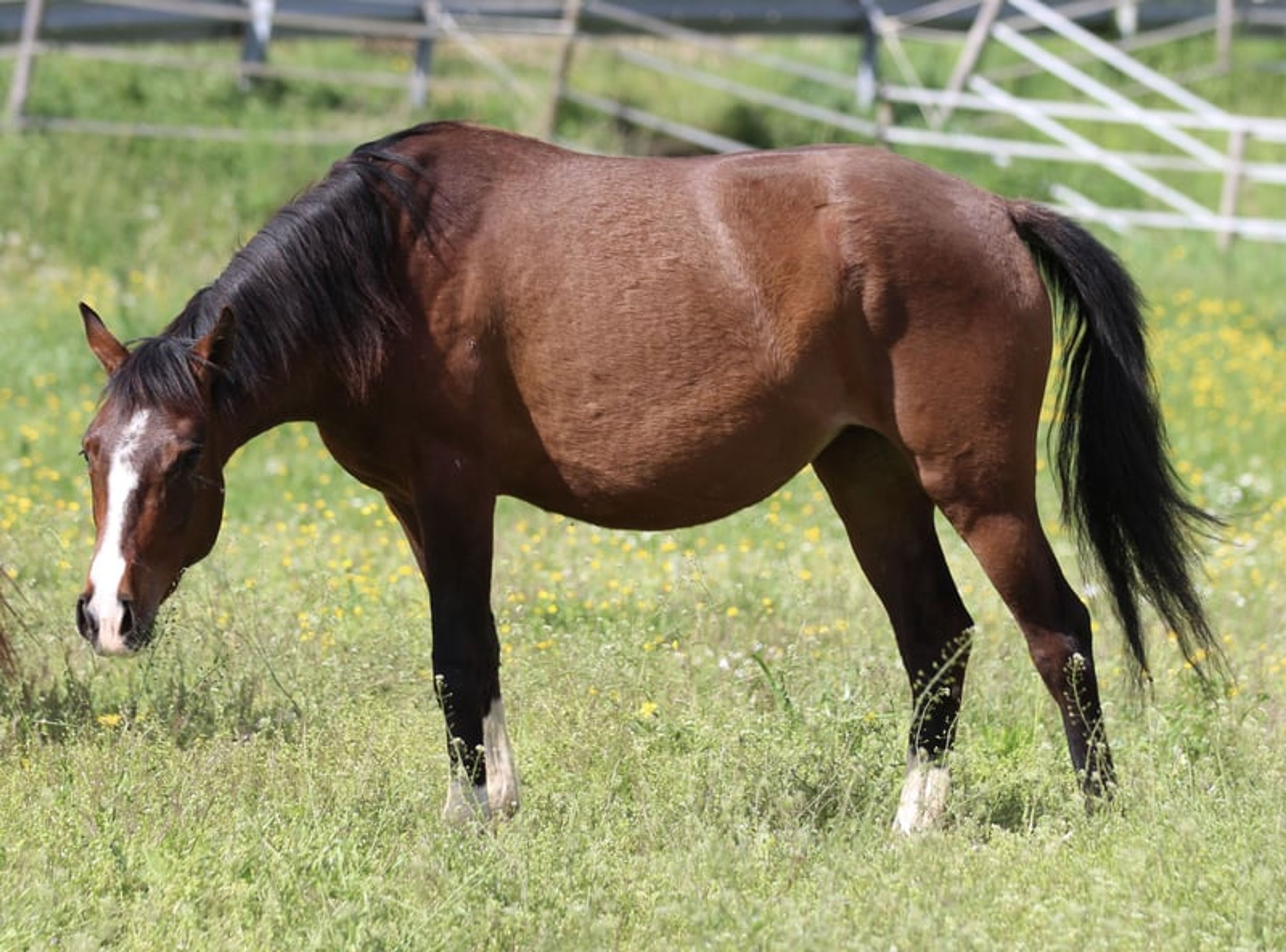 Dark bay filly, excellent mover - Image 8