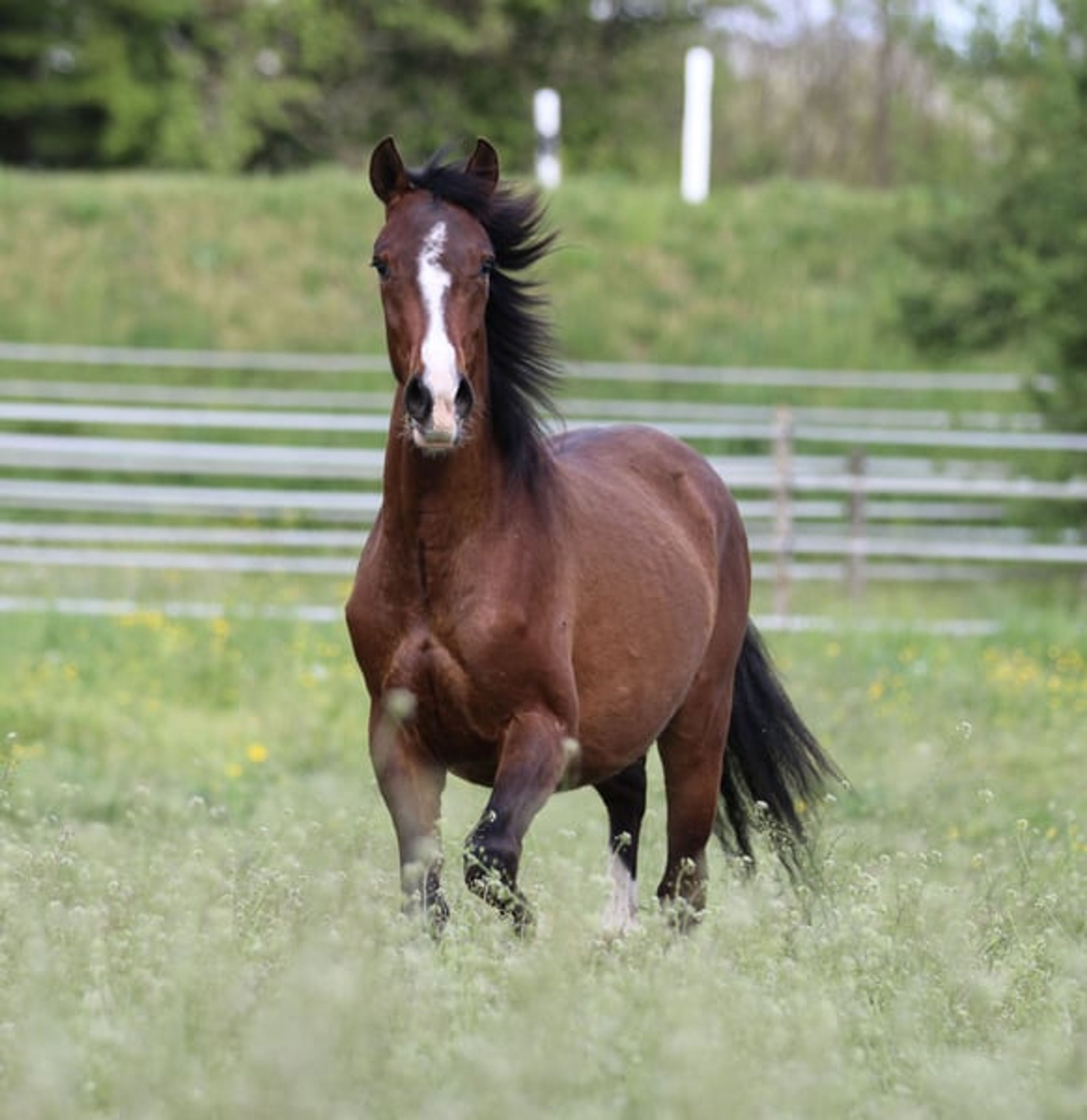 Dark bay filly, excellent mover - Image 9