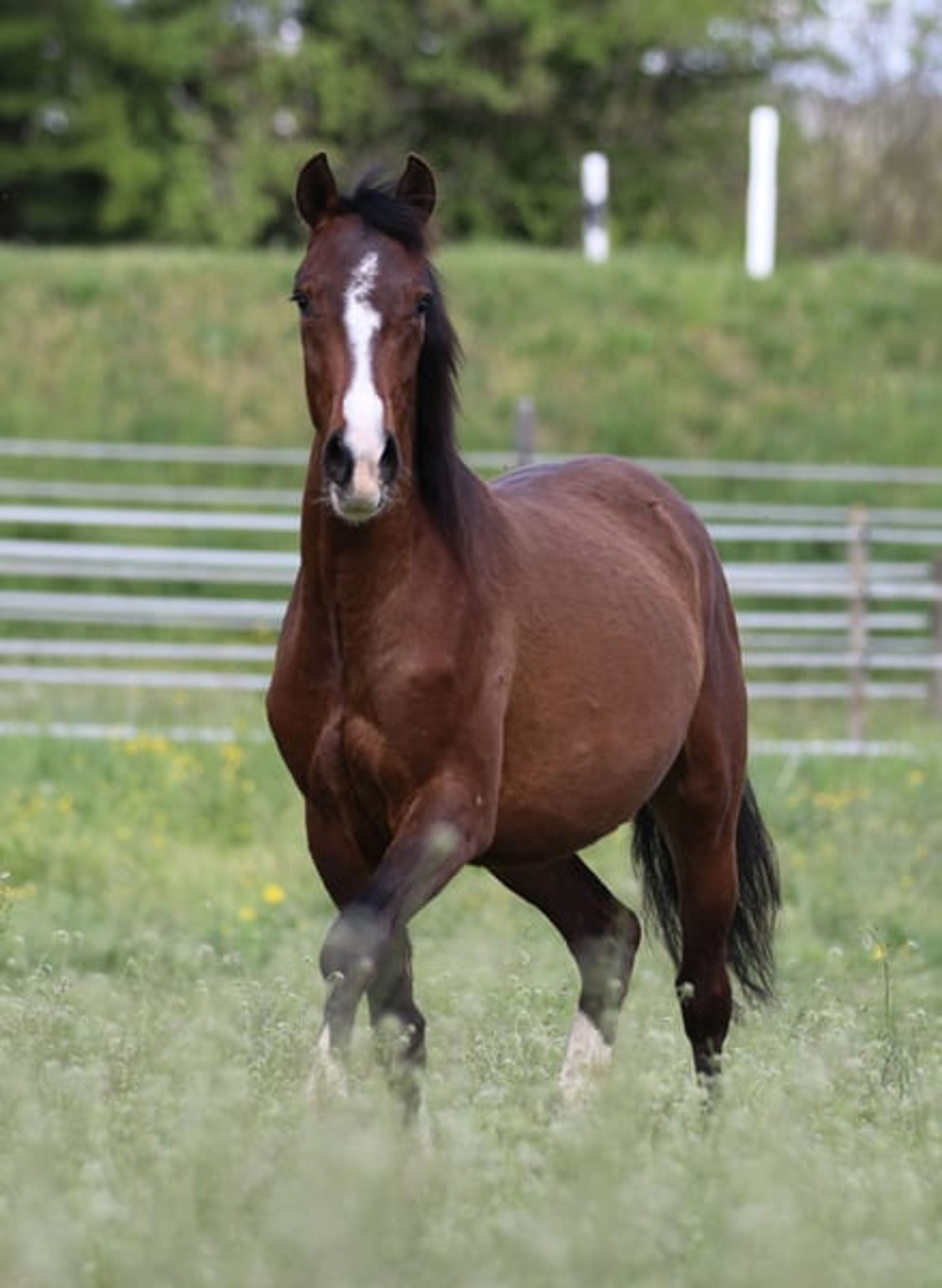 Dark bay filly, excellent mover - Image 10