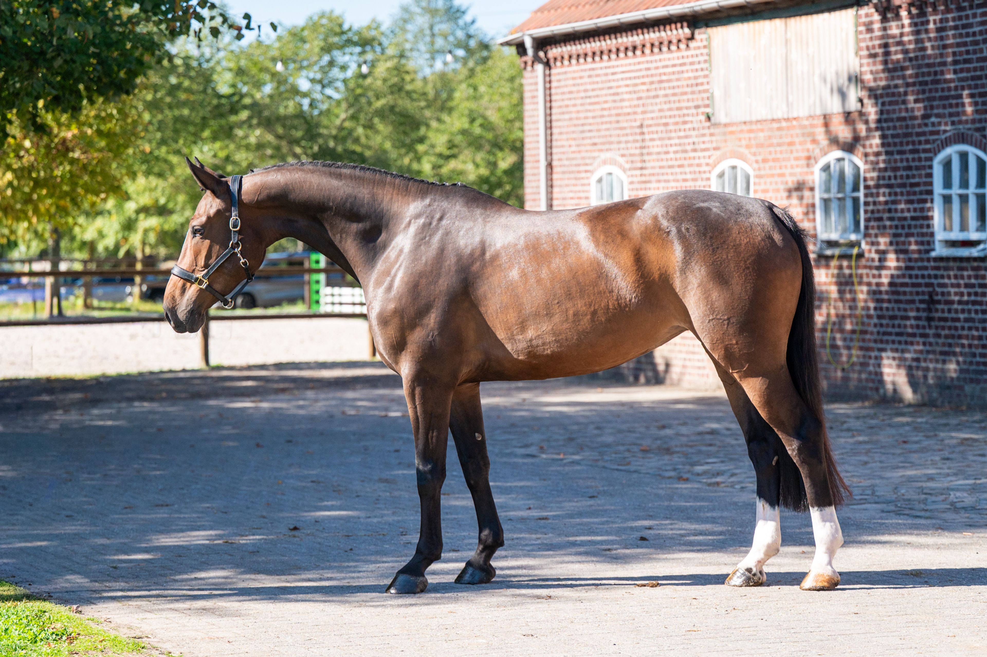 Rosé WH (GAILLARD DE LA POMME x MARIUS CLAUDIUS) - Image 5