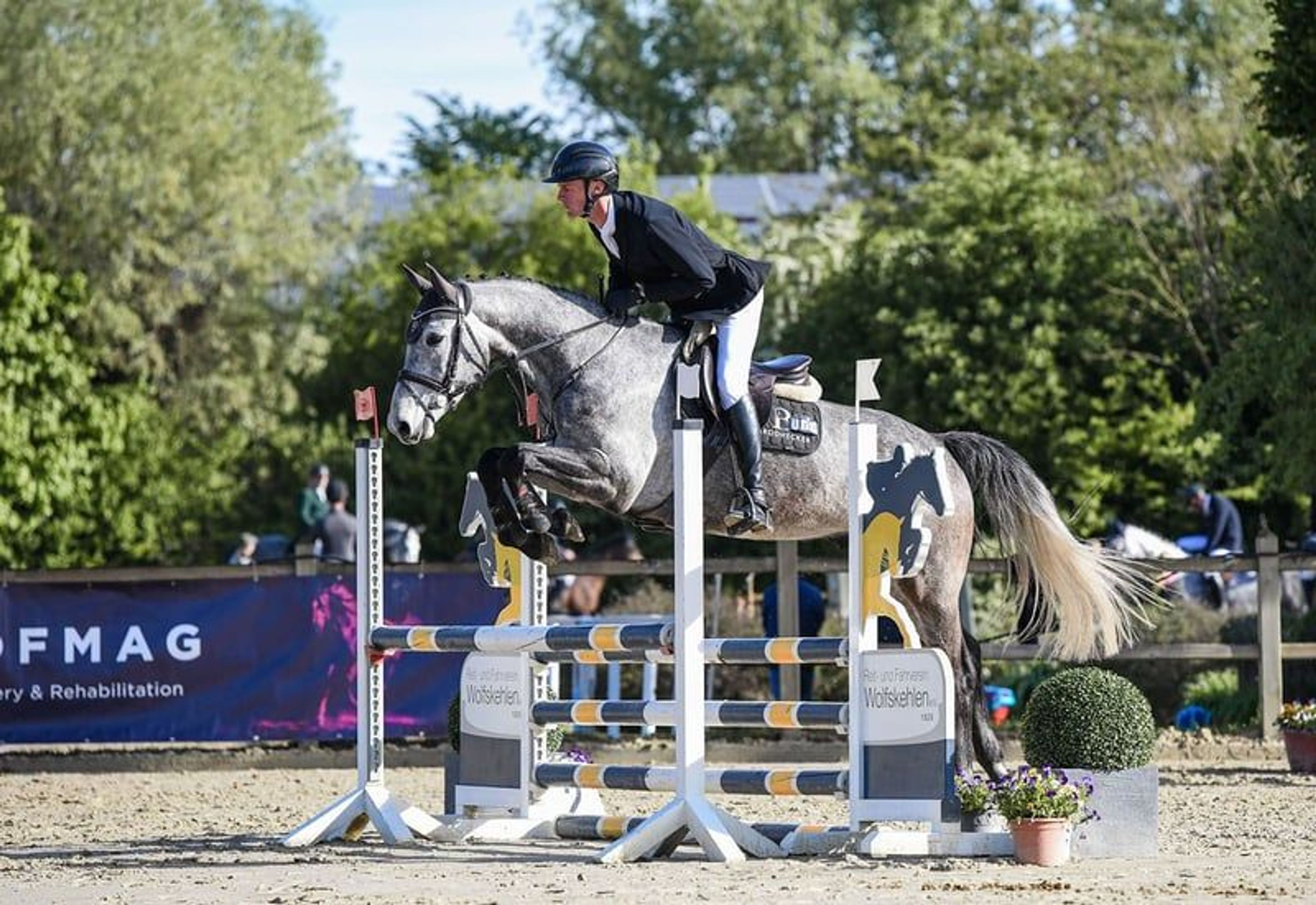 Compact, rideable young horse.