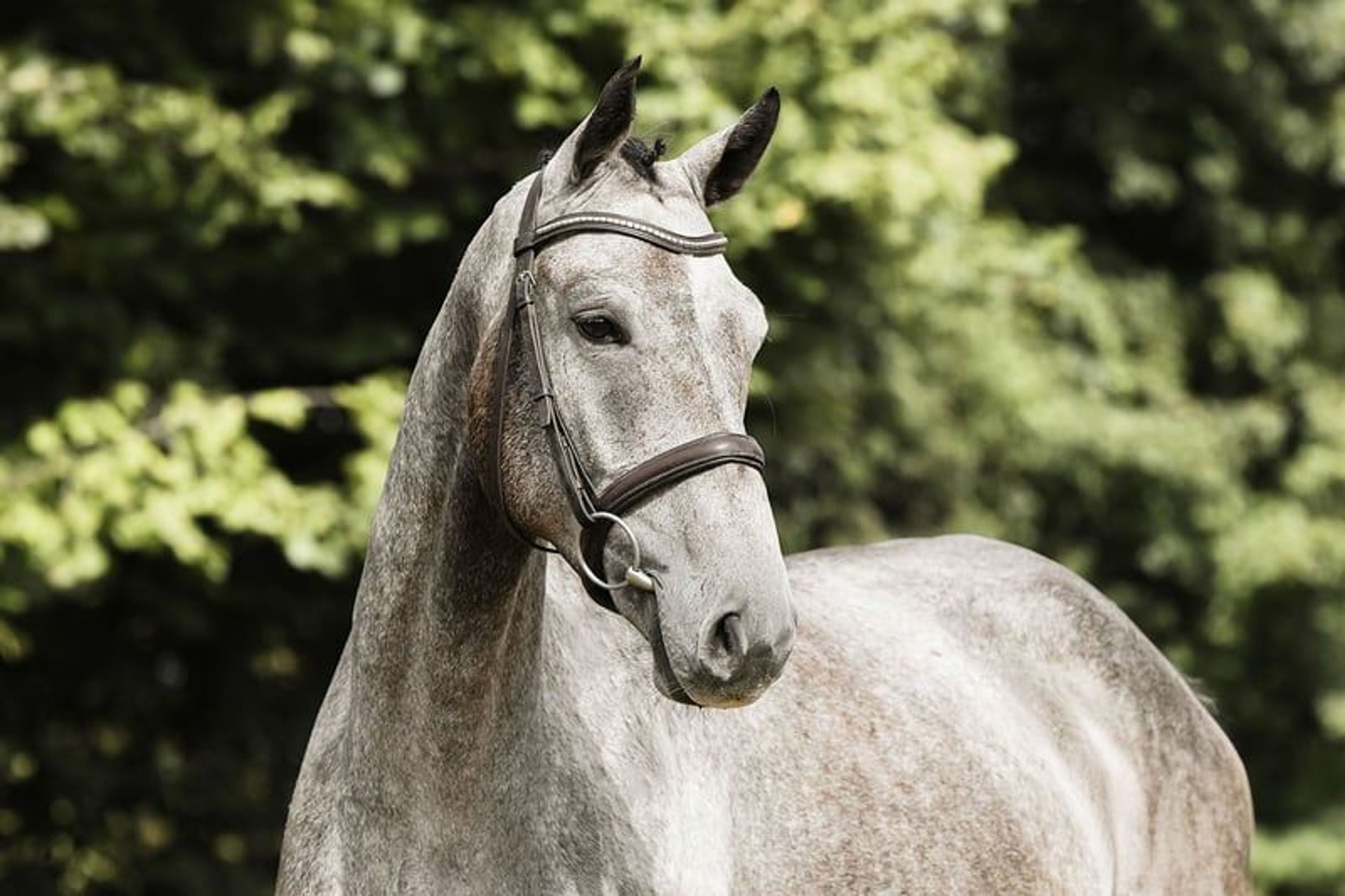 Compact, rideable young horse. - Image 2