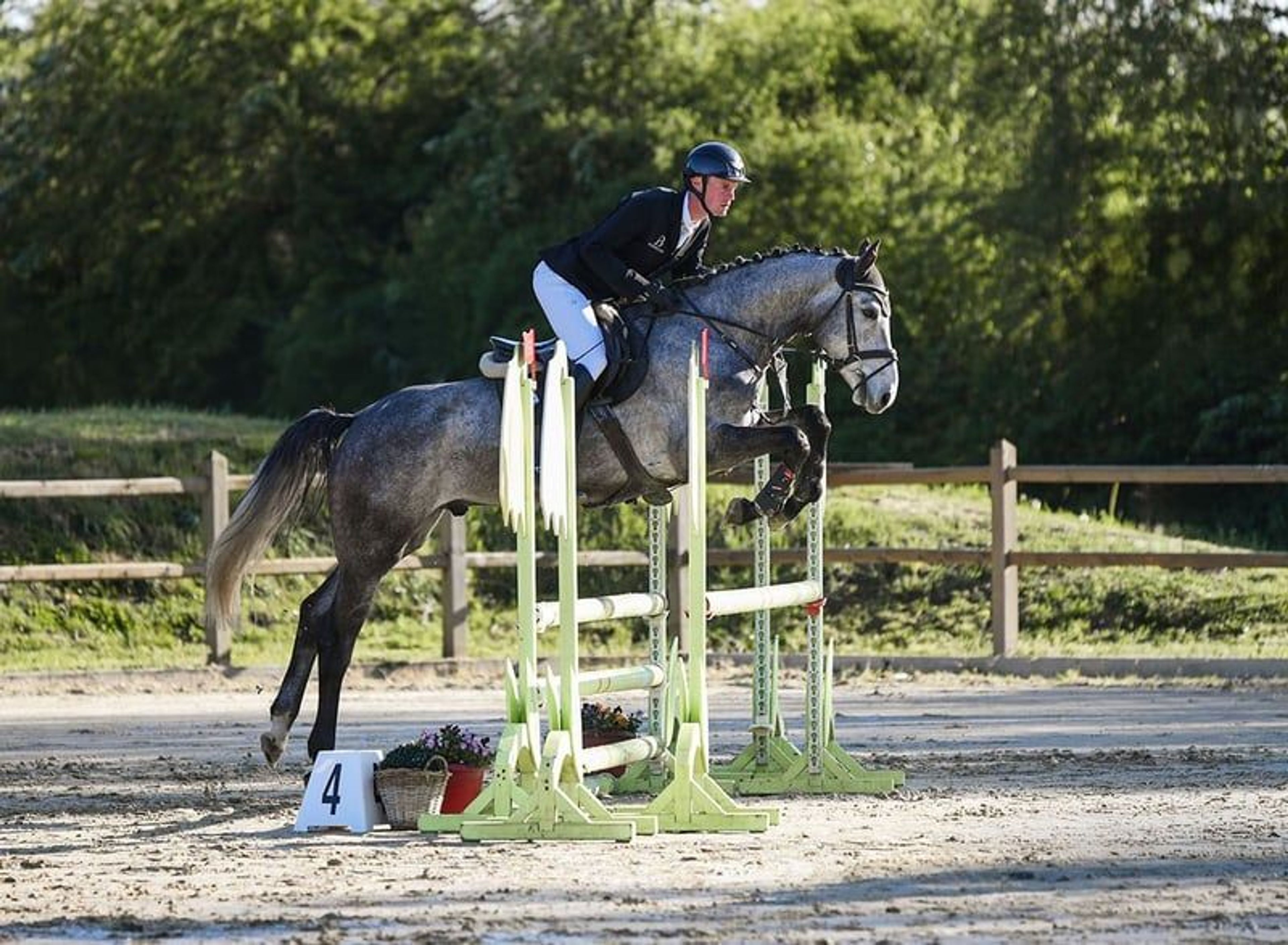 Compact, rideable young horse. - Image 4