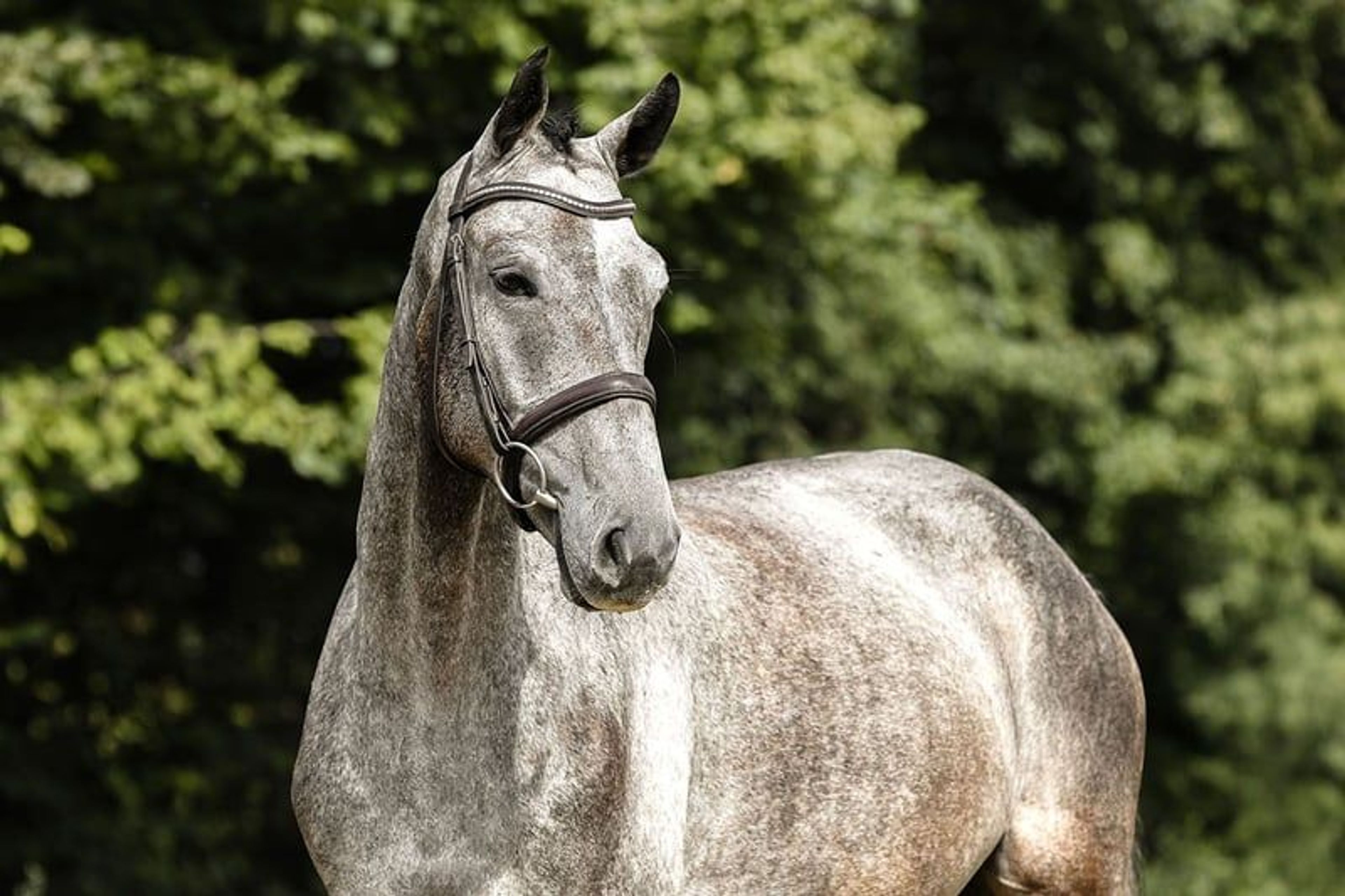 Compact, rideable young horse. - Image 5