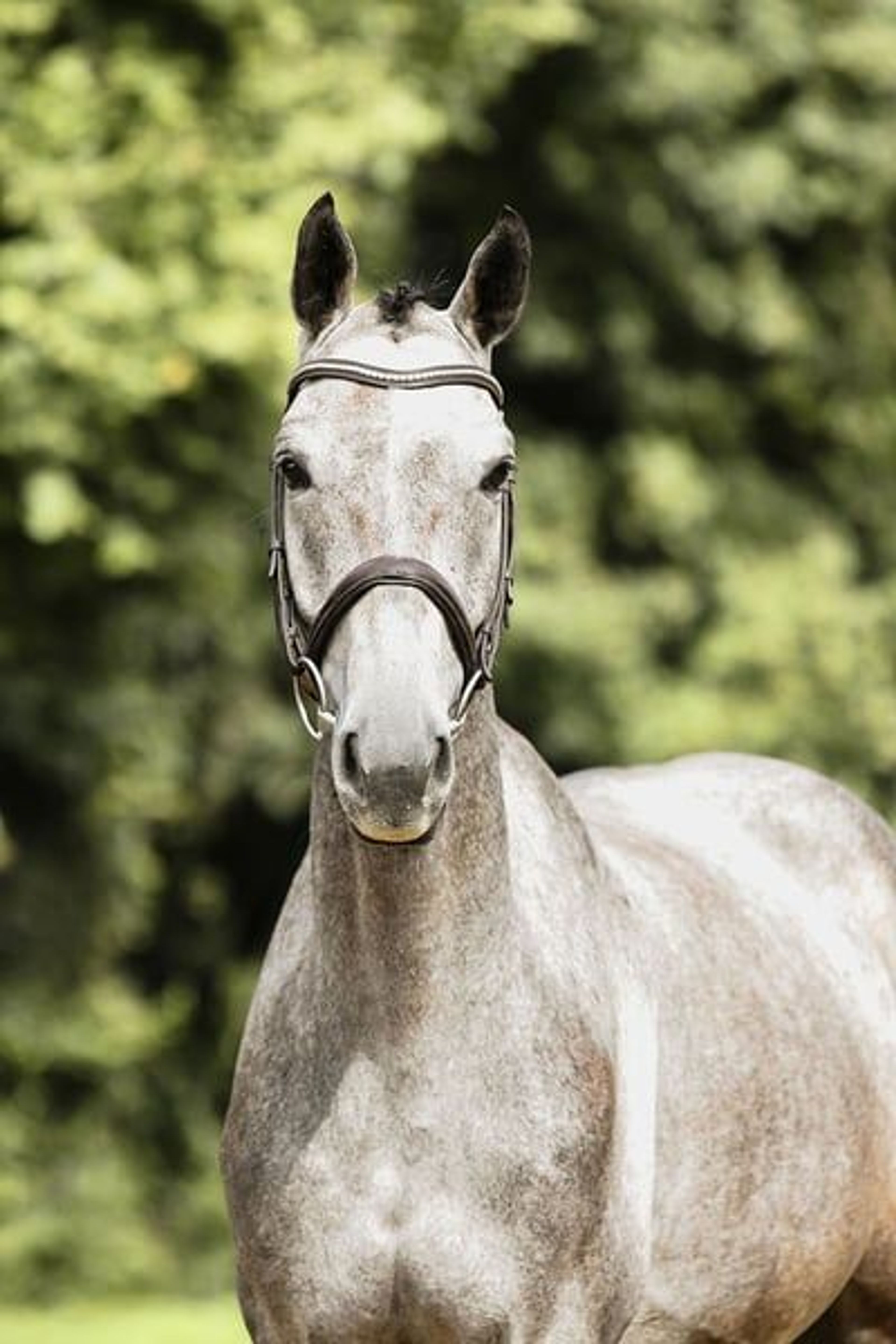 Compact, rideable young horse. - Image 6