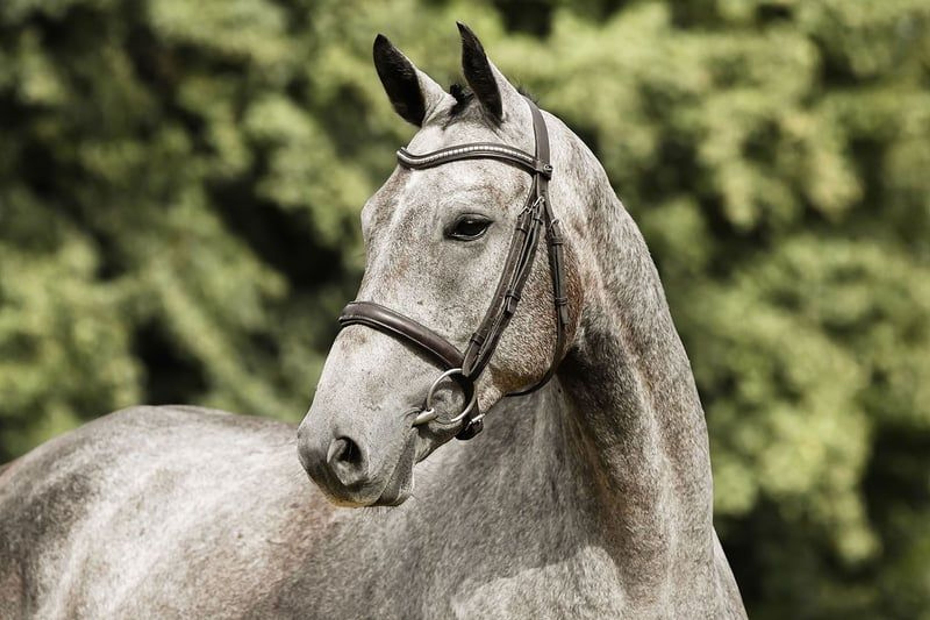 Compact, rideable young horse. - Image 7