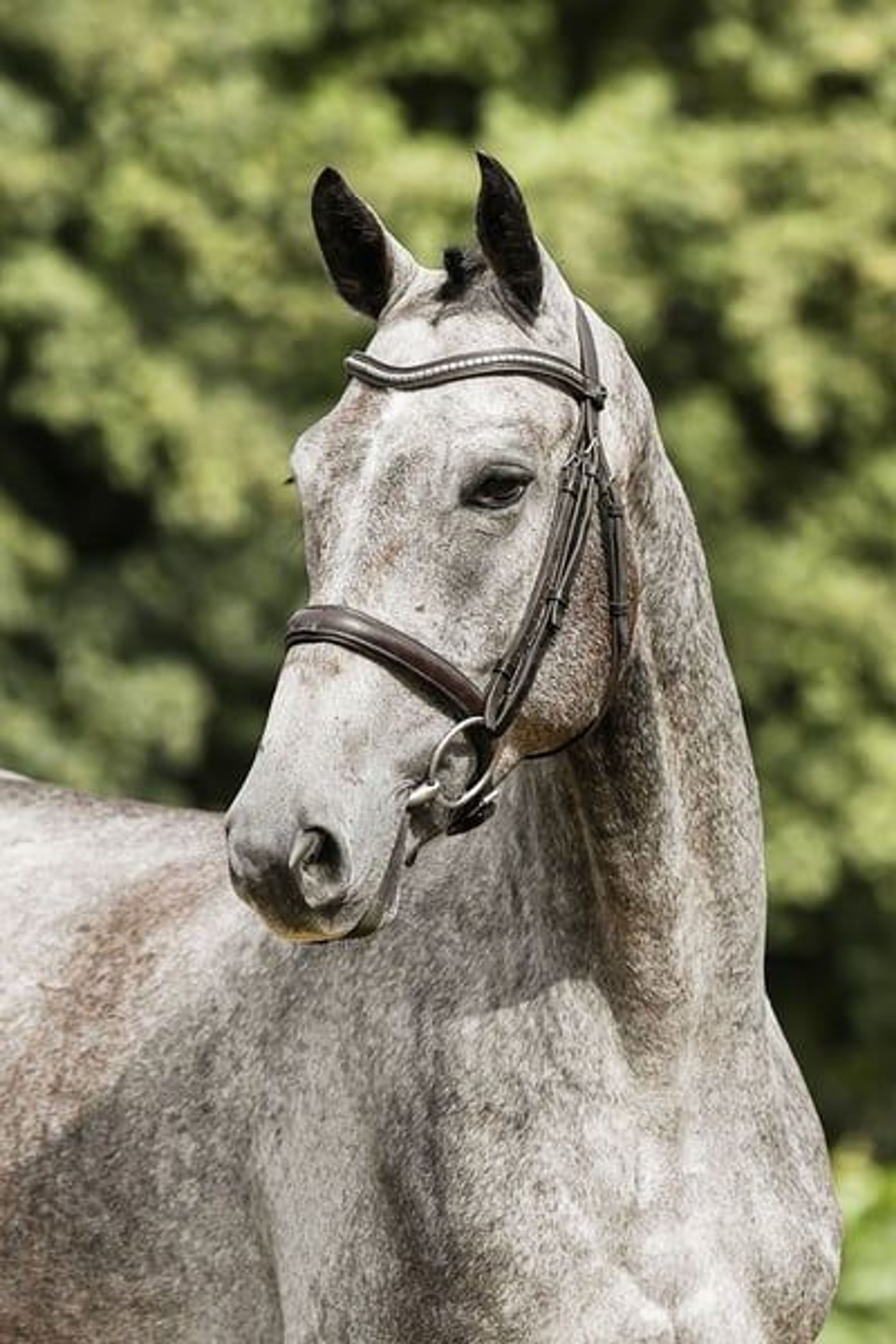Compact, rideable young horse. - Image 8