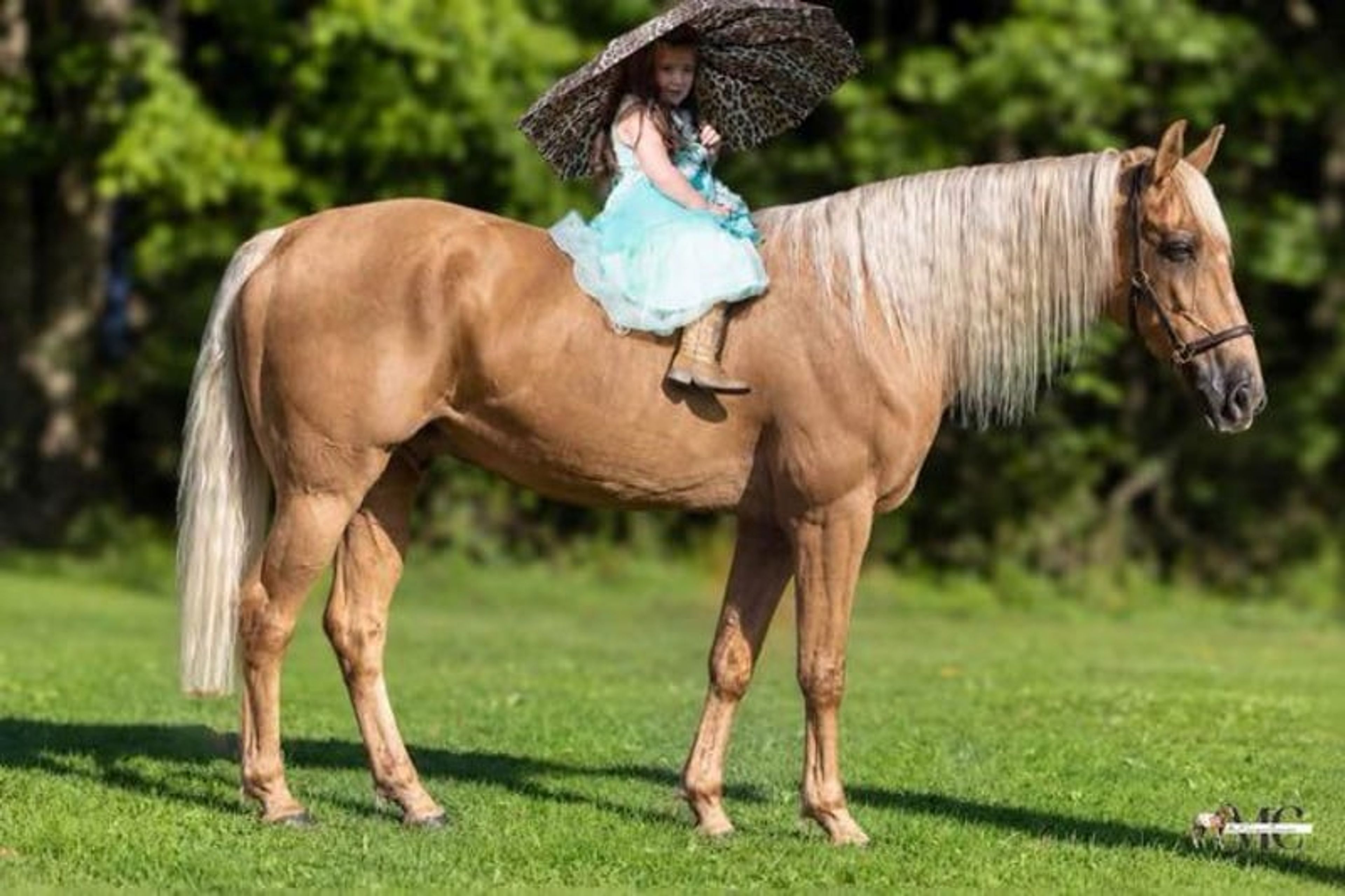 Pineapple is been-there, done-that 12 year old Tennessee Walker g