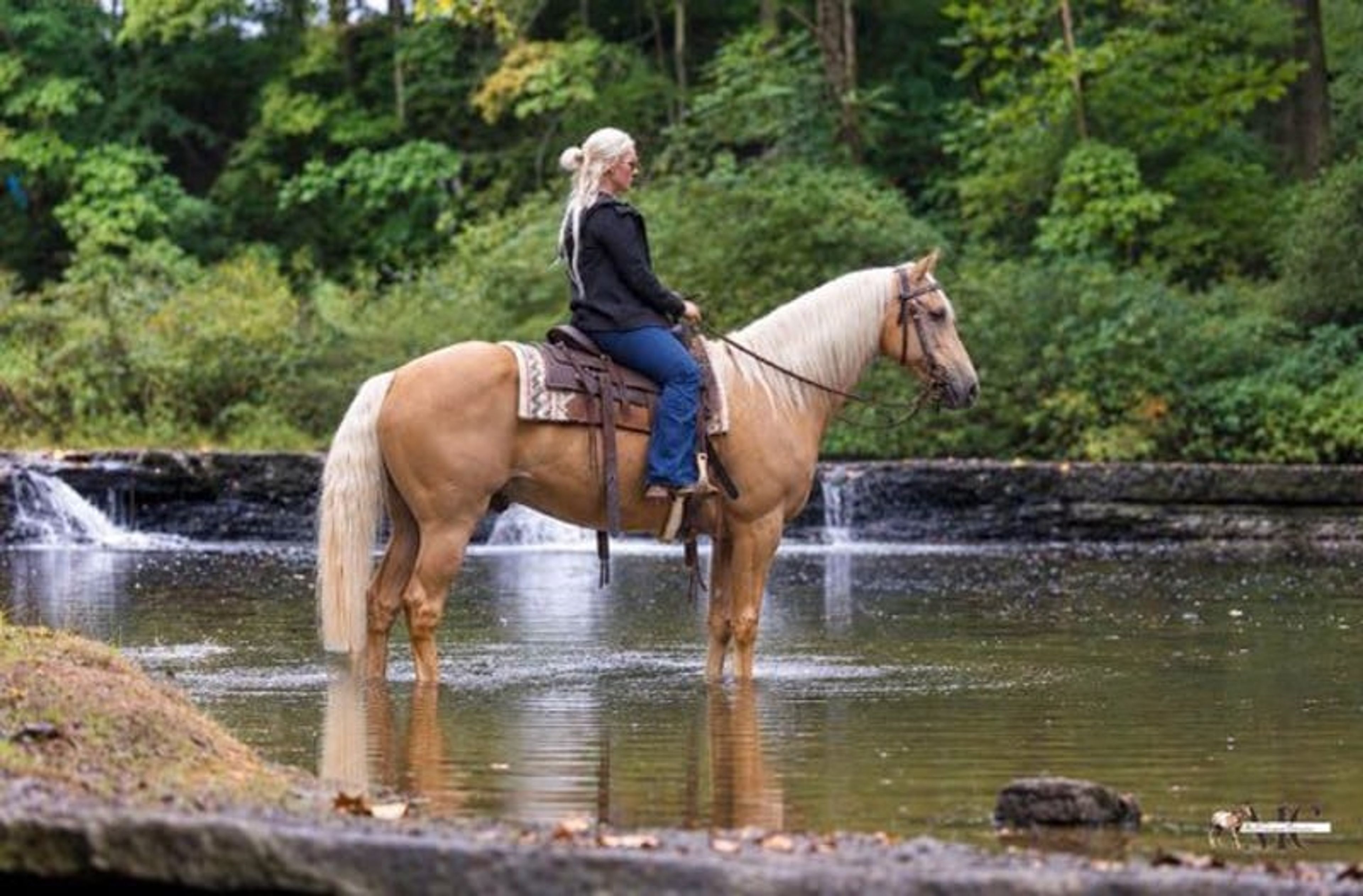 Pineapple is been-there, done-that 12 year old Tennessee Walker g - Image 2