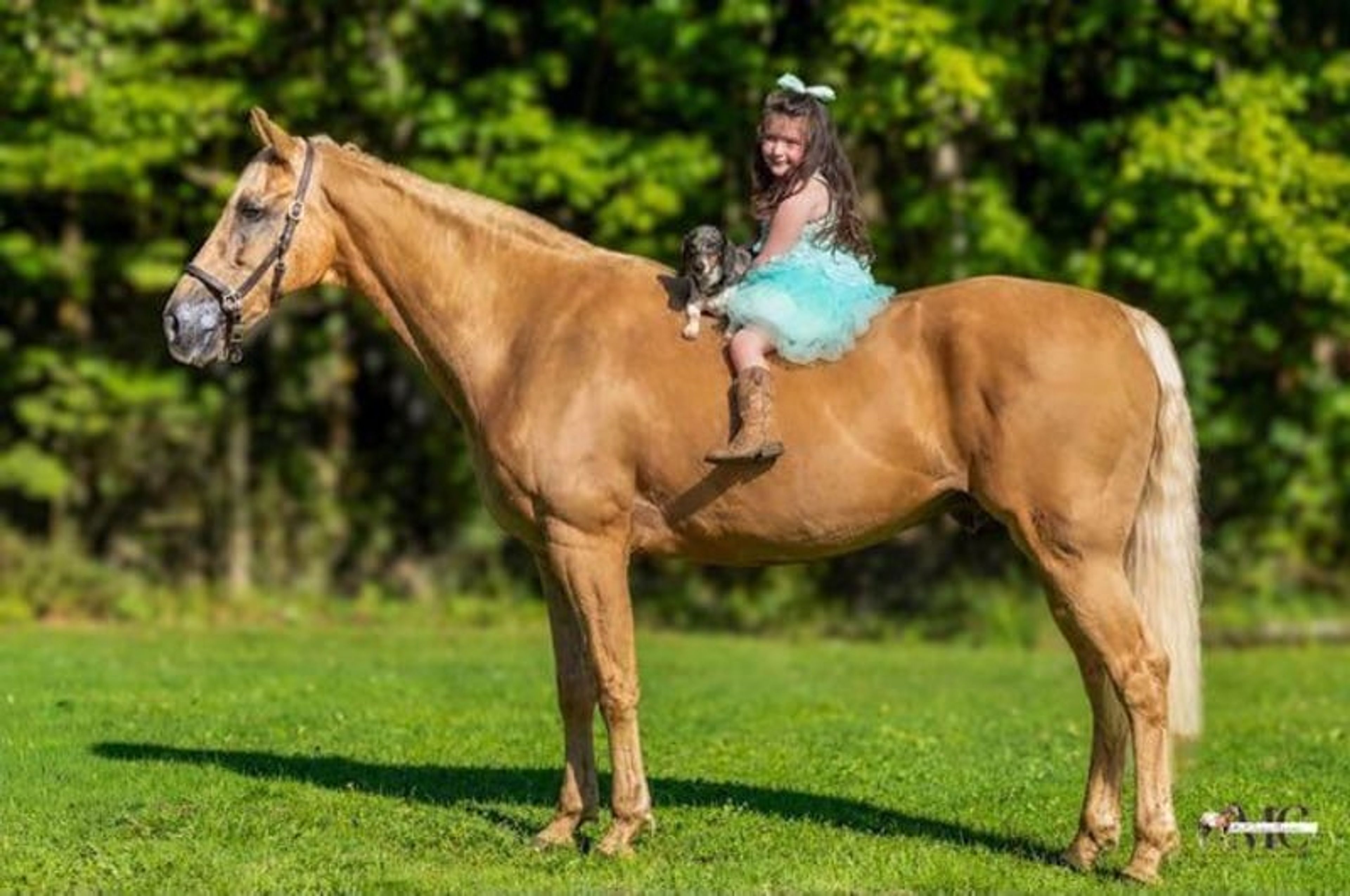 Pineapple is been-there, done-that 12 year old Tennessee Walker g - Image 3