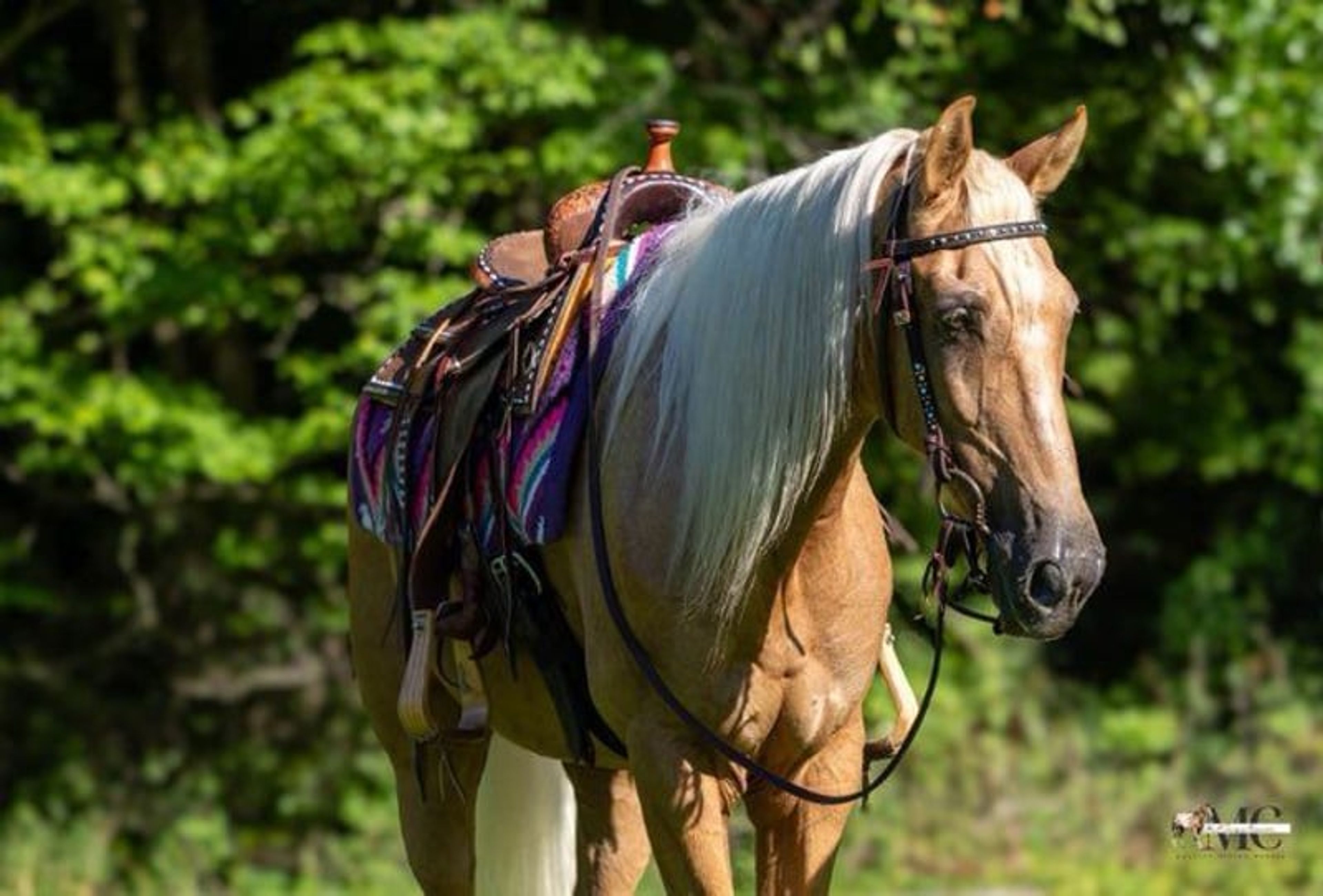 Pineapple is been-there, done-that 12 year old Tennessee Walker g - Image 5