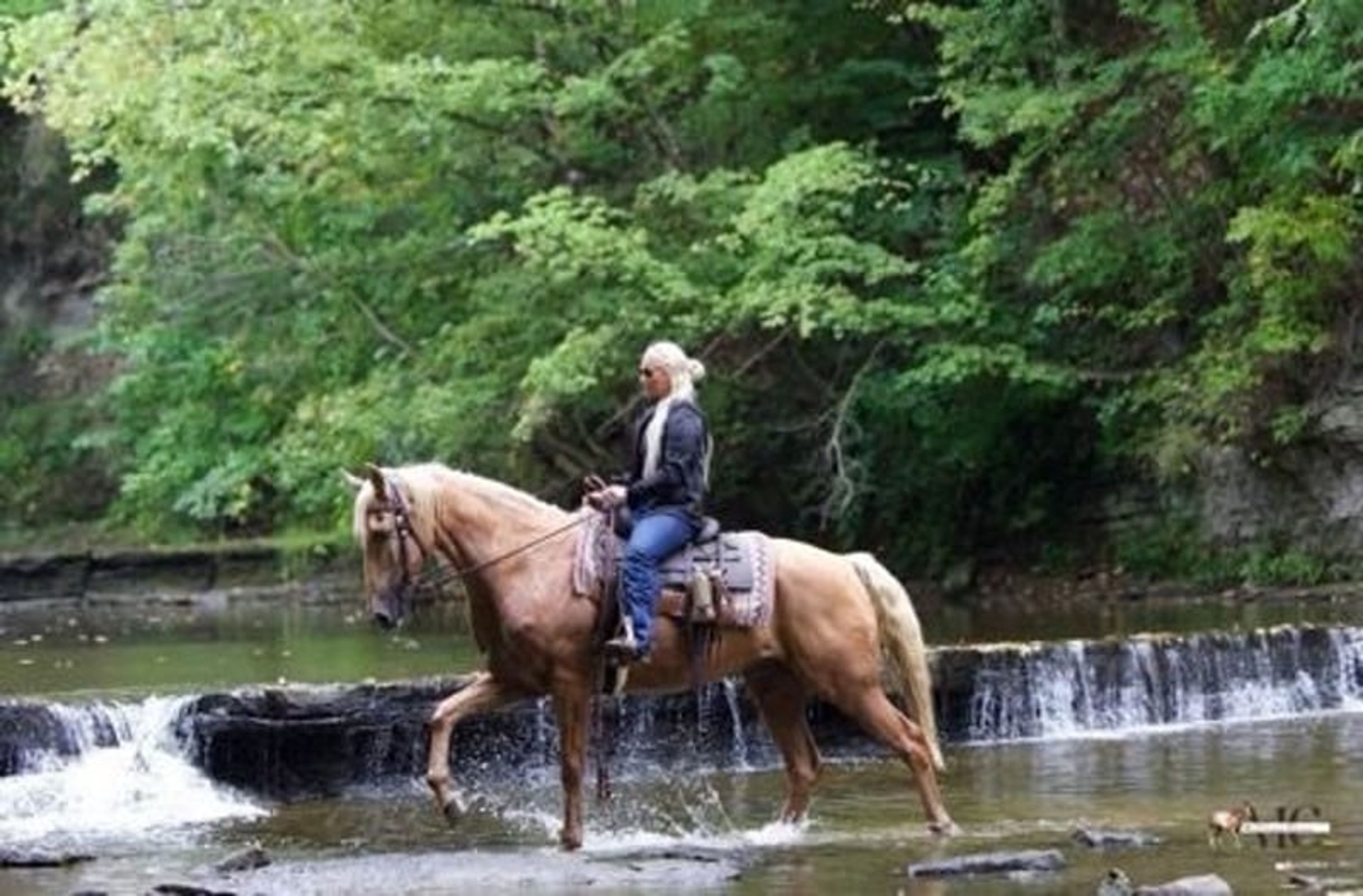 Pineapple is been-there, done-that 12 year old Tennessee Walker g - Image 6