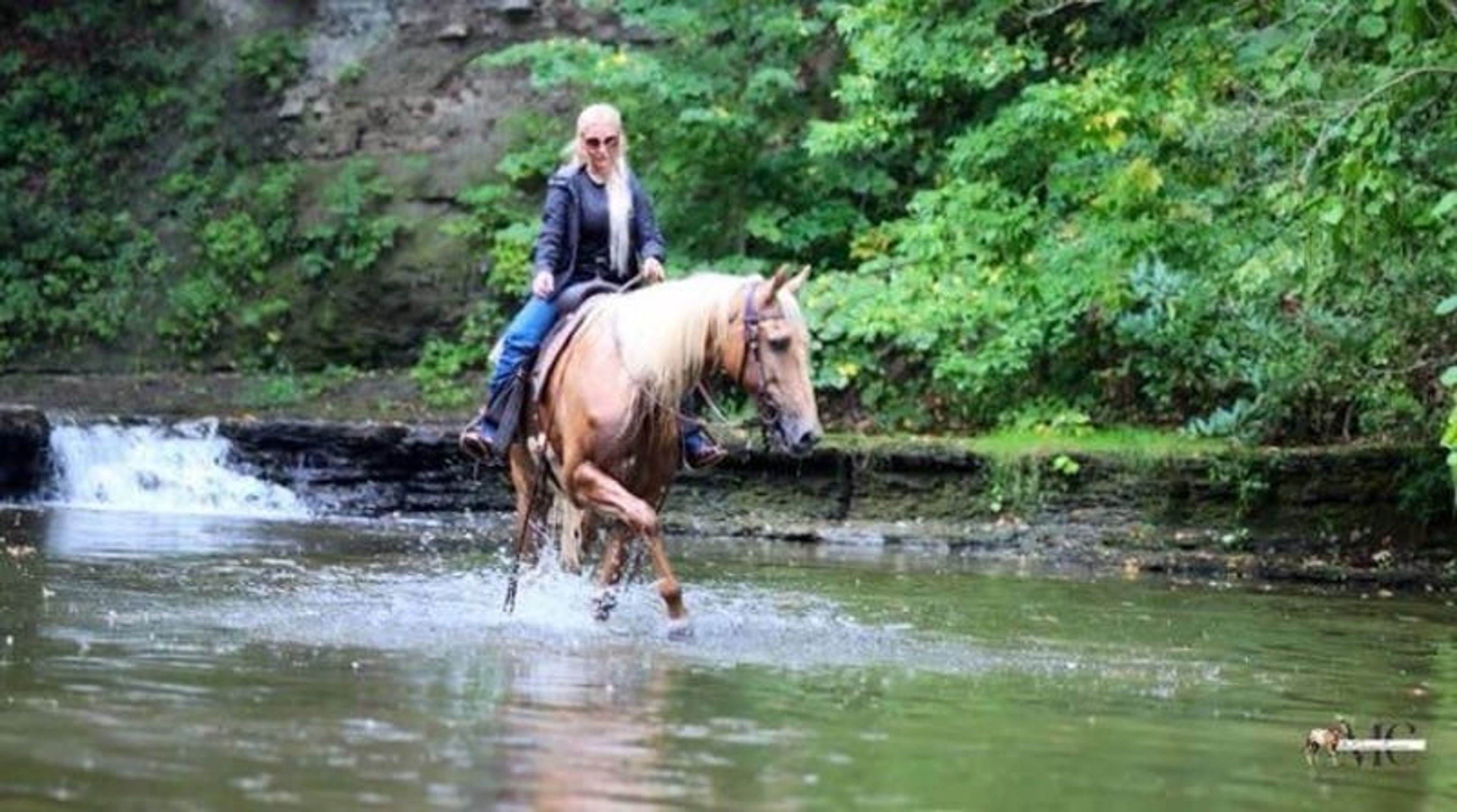 Pineapple is been-there, done-that 12 year old Tennessee Walker g - Image 7