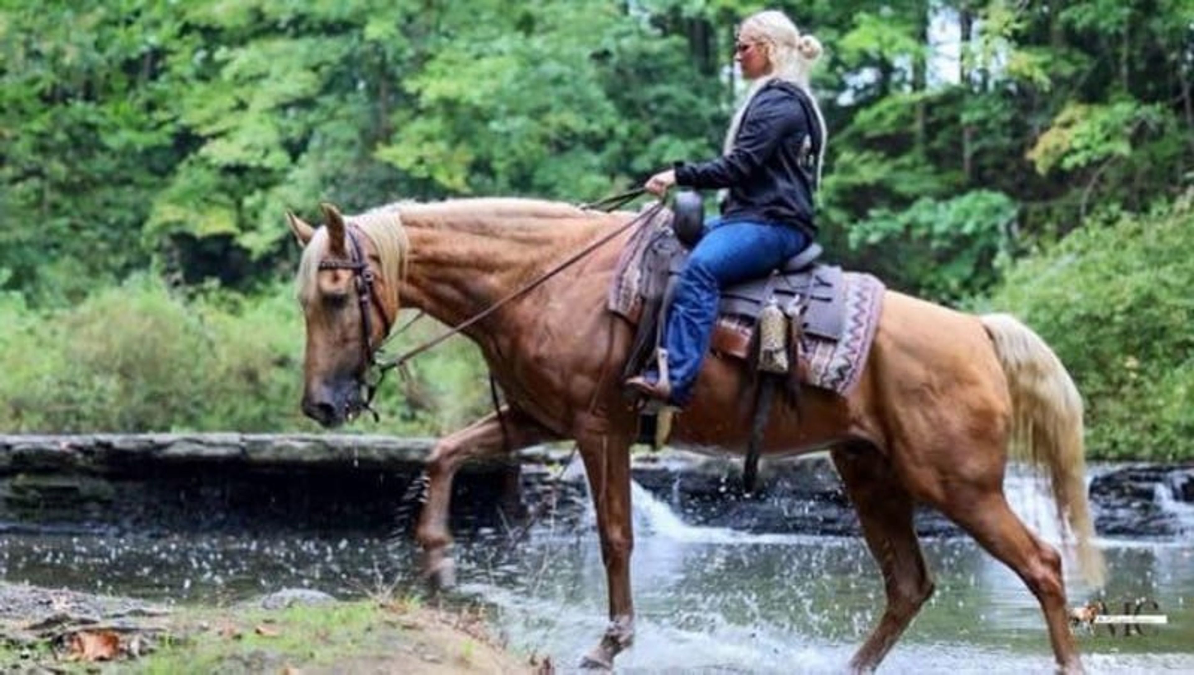 Pineapple is been-there, done-that 12 year old Tennessee Walker g - Image 9