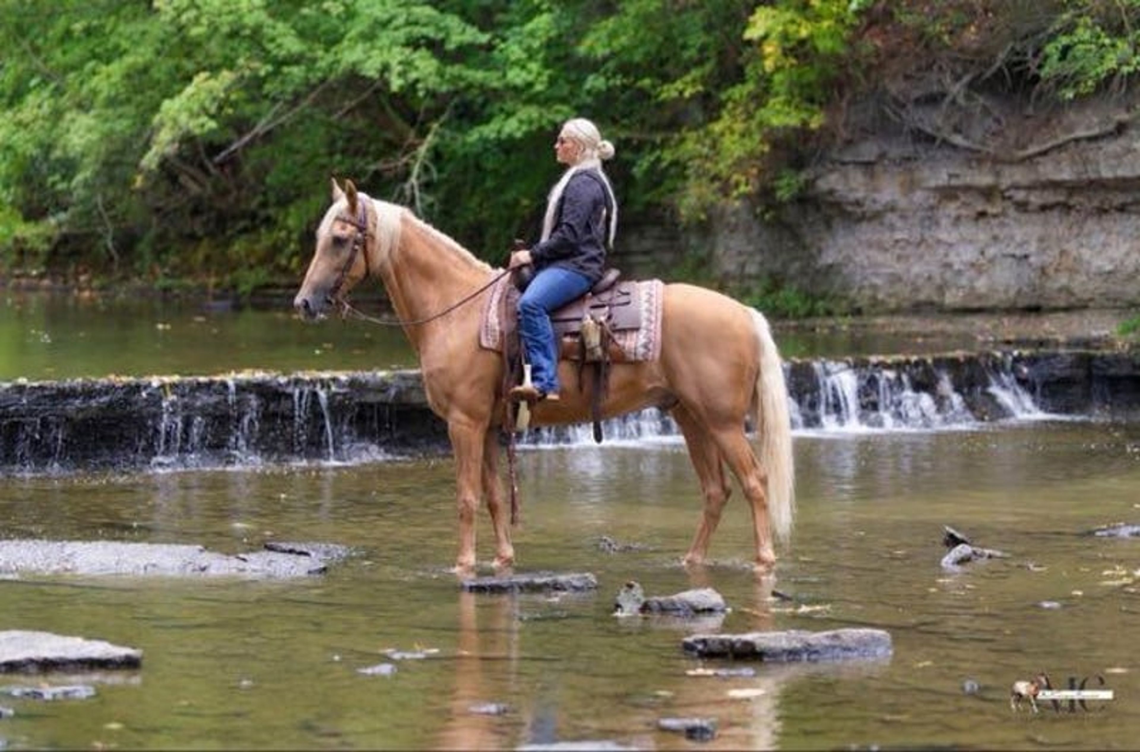 Pineapple is been-there, done-that 12 year old Tennessee Walker g - Image 10