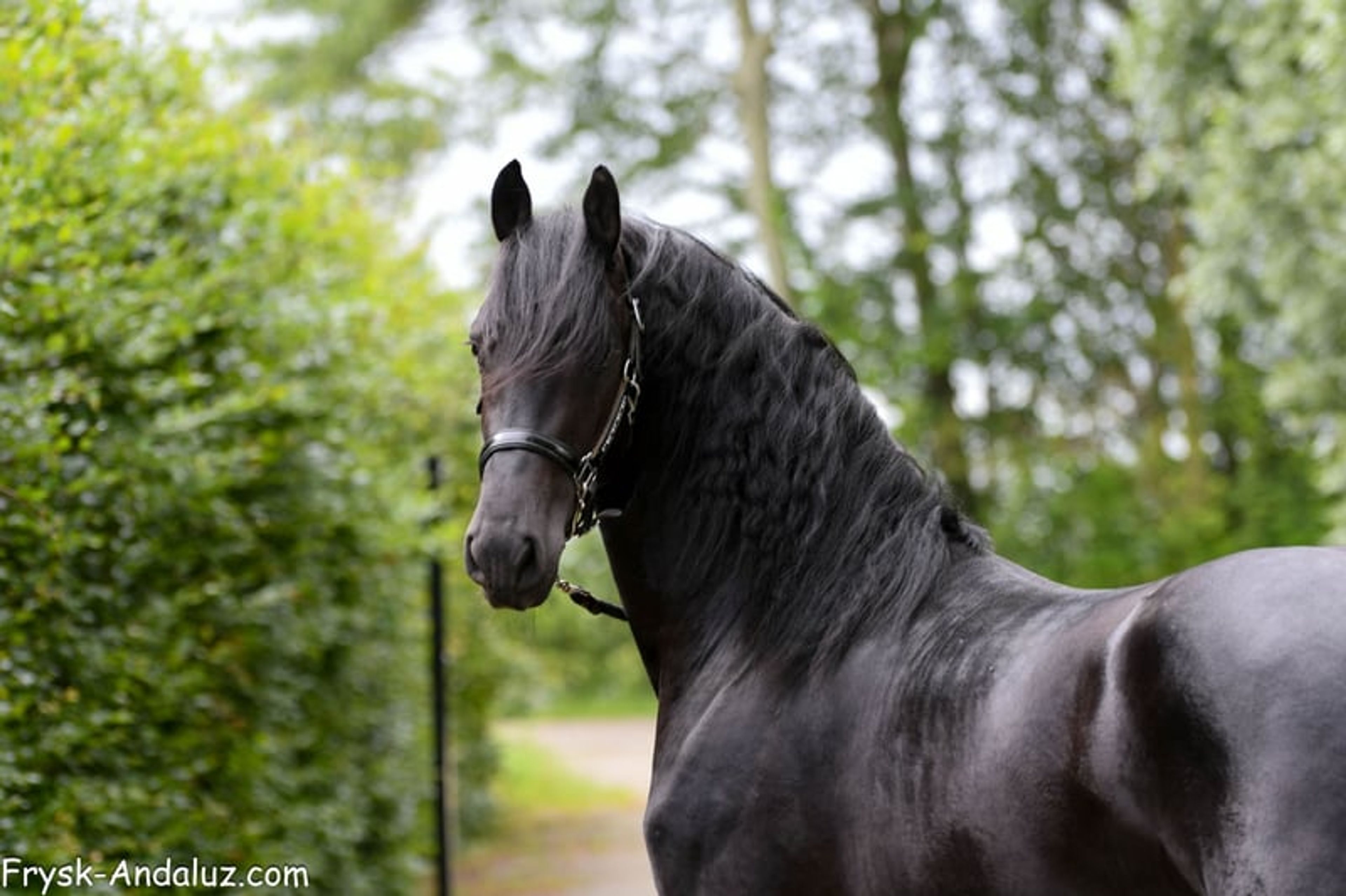Strikingly good gallop – Friesland stallion for sale