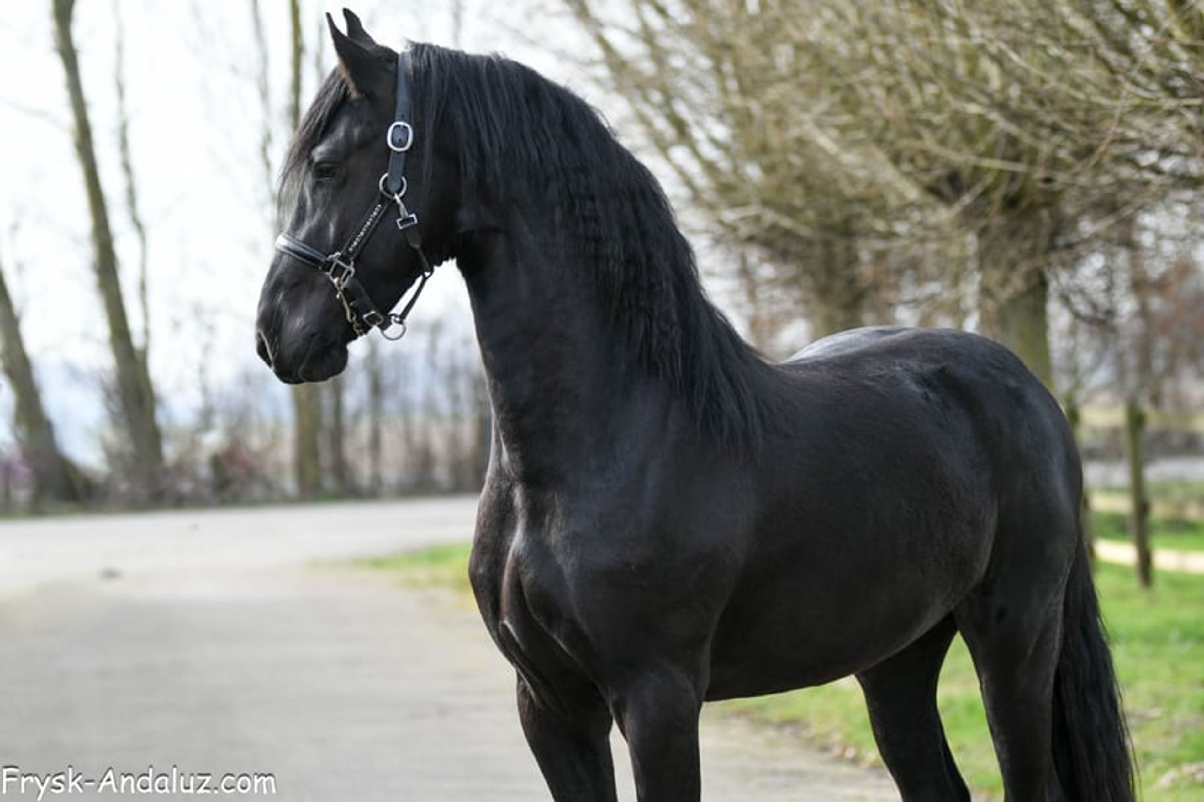 Strikingly good gallop – Friesland stallion for sale - Image 2