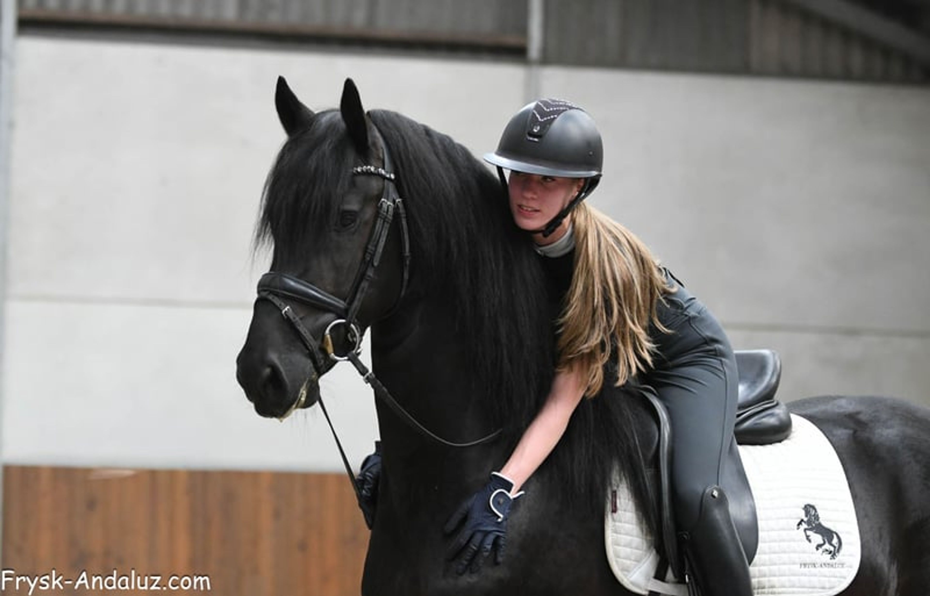 Strikingly good gallop – Friesland stallion for sale - Image 3