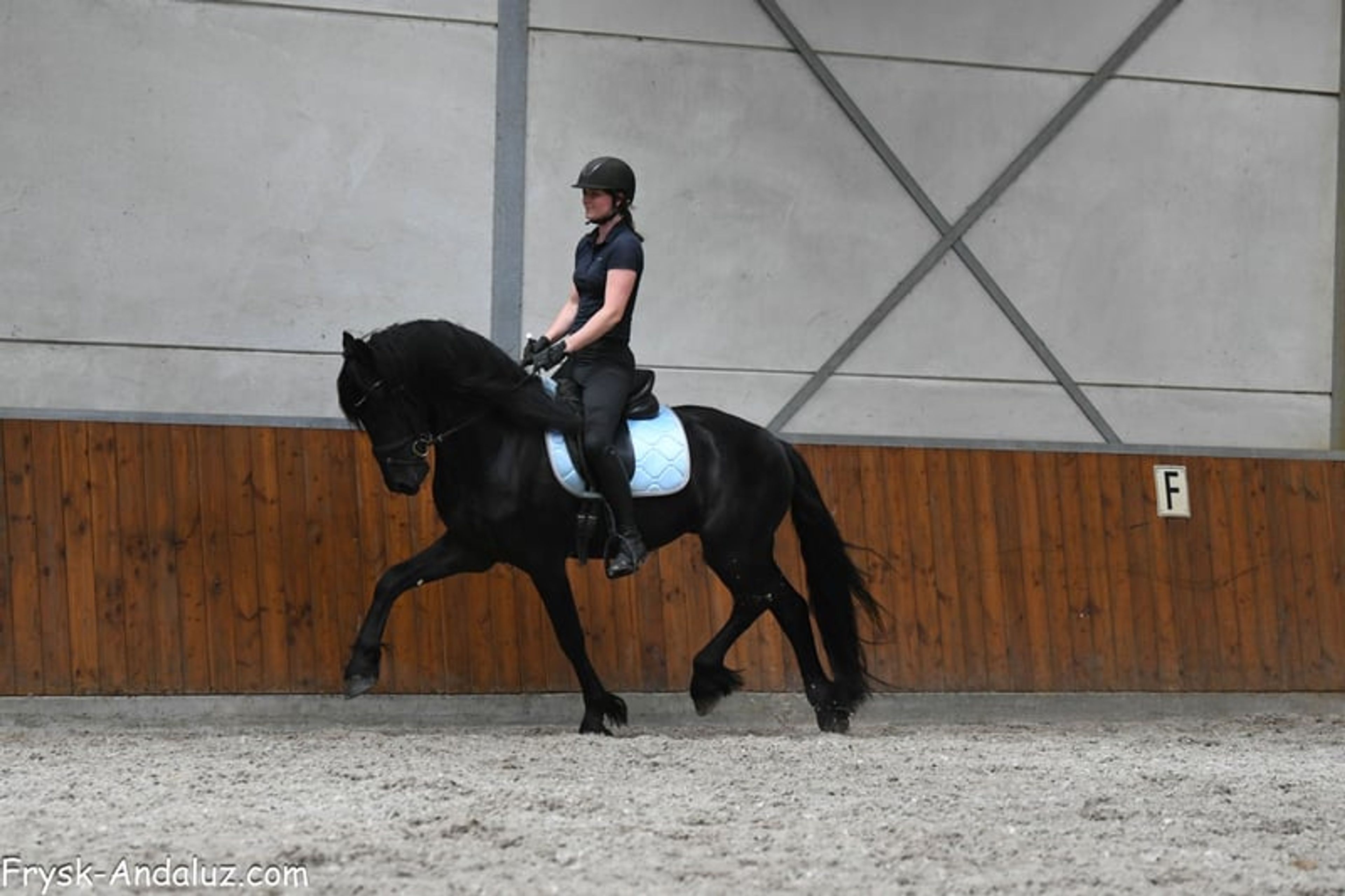 Strikingly good gallop – Friesland stallion for sale - Image 4