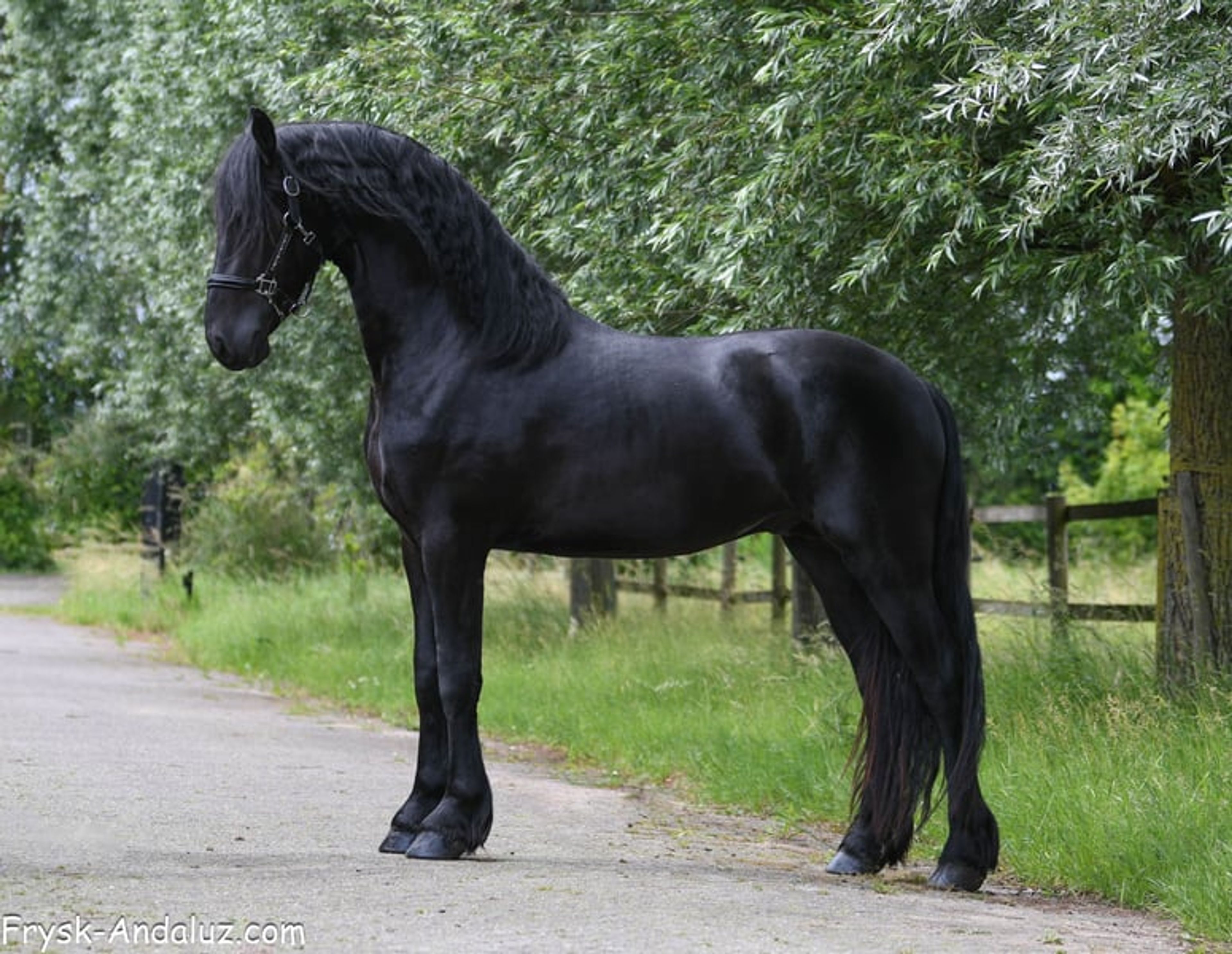 Strikingly good gallop – Friesland stallion for sale - Image 5