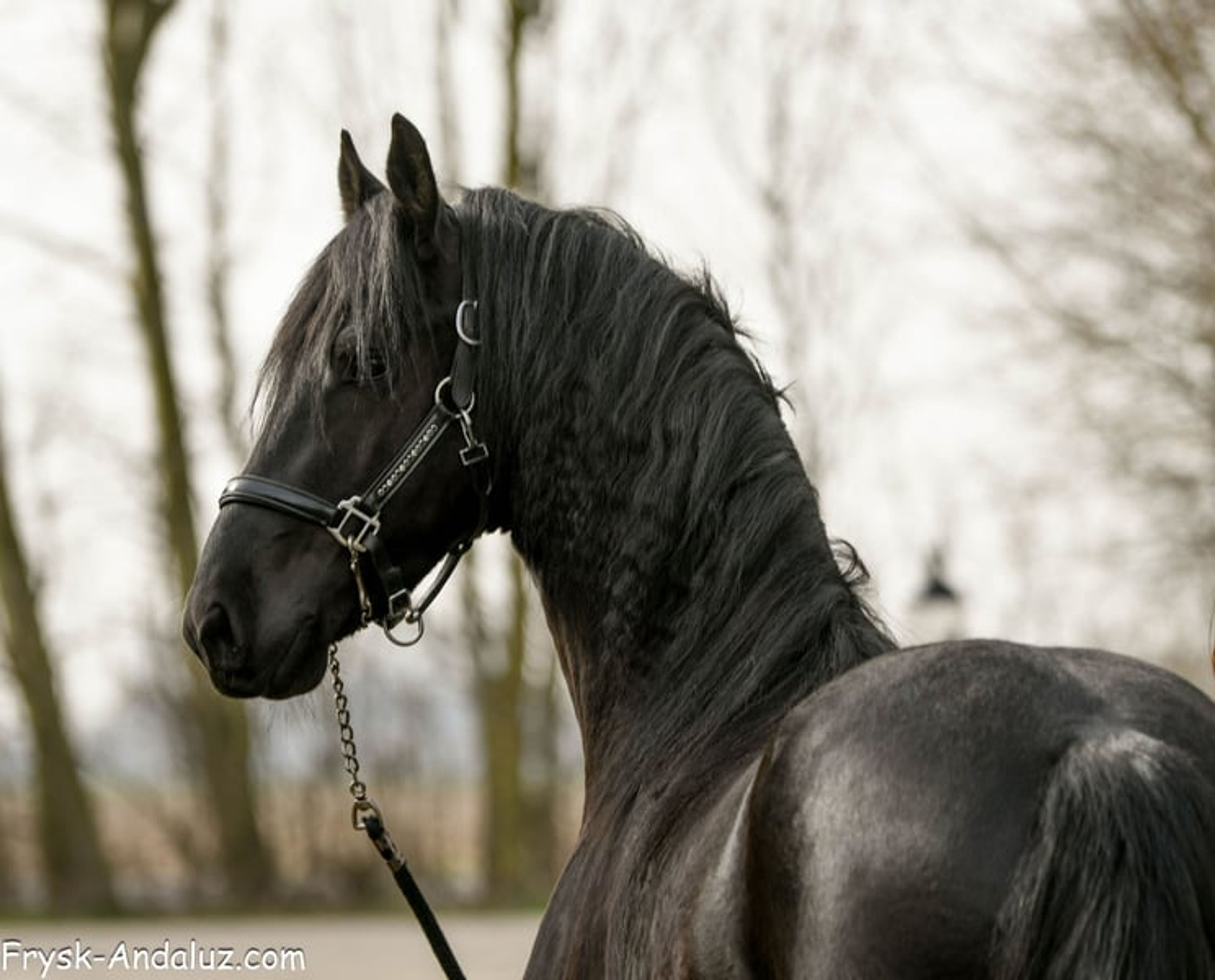 Strikingly good gallop – Friesland stallion for sale - Image 6