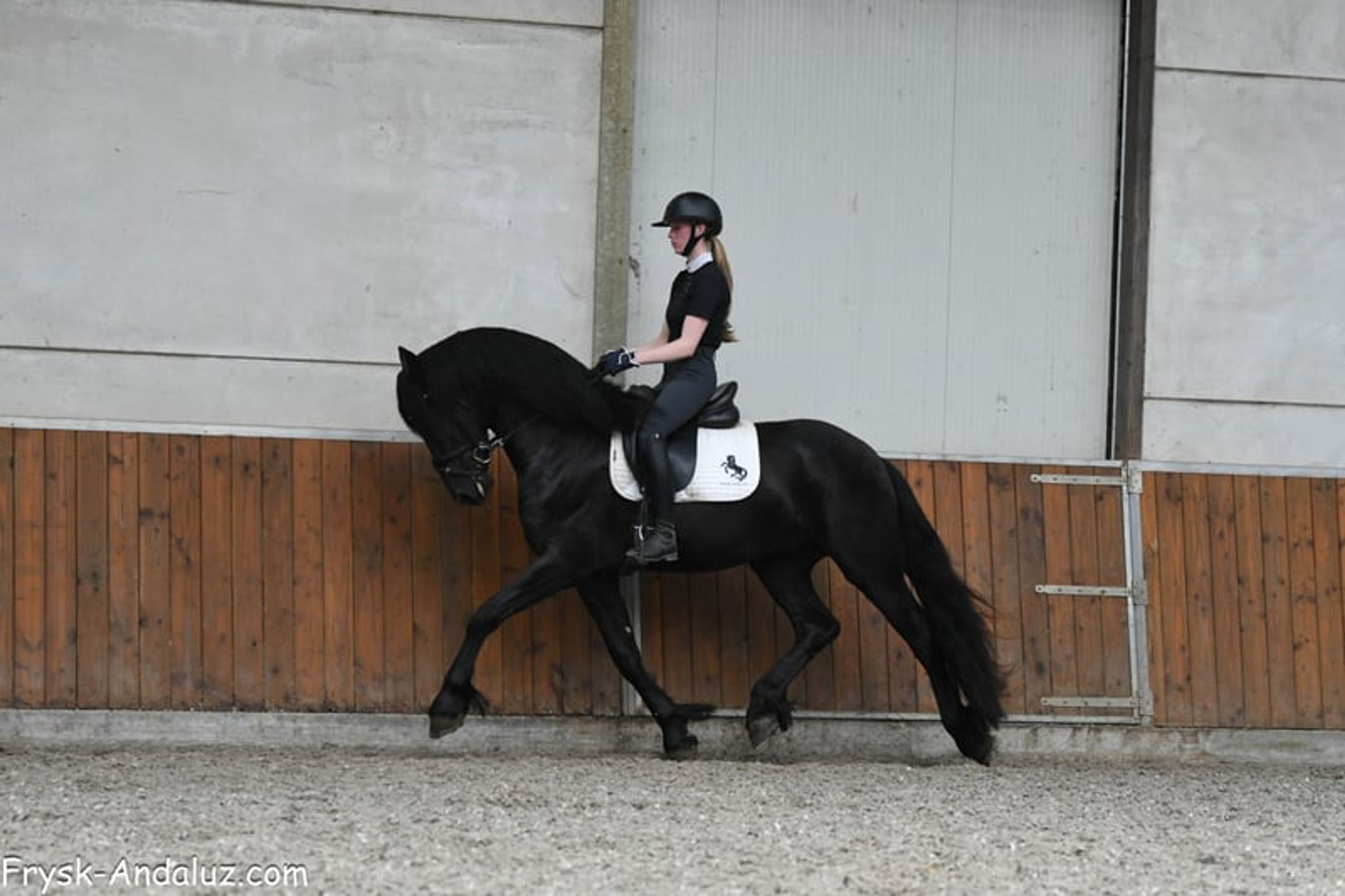 Strikingly good gallop – Friesland stallion for sale - Image 7